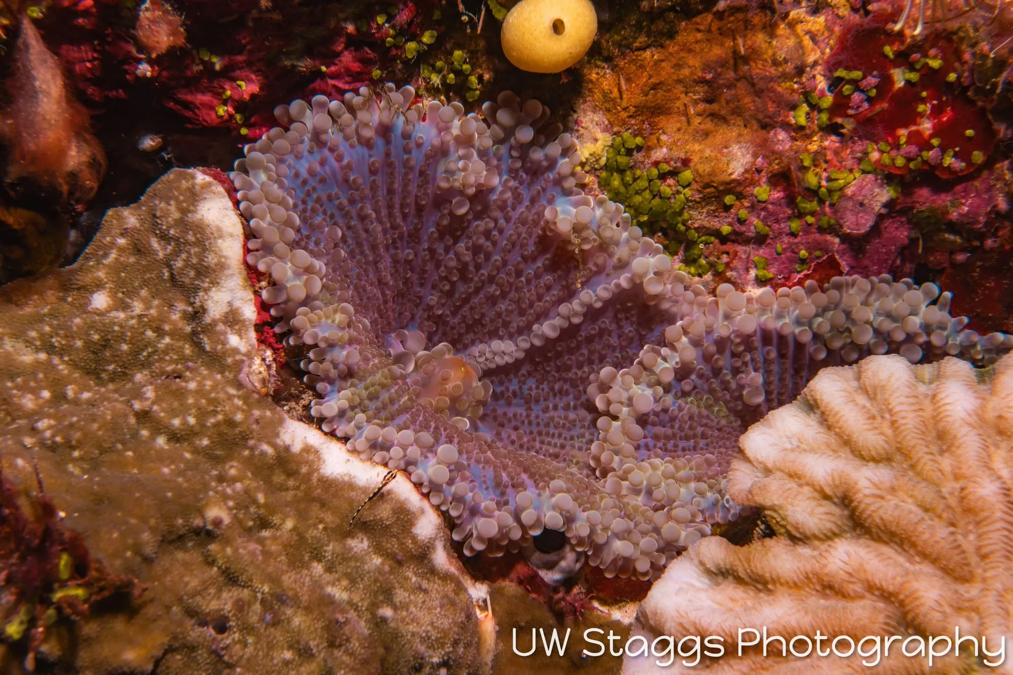 Tunicate — Taveuni, Fiji