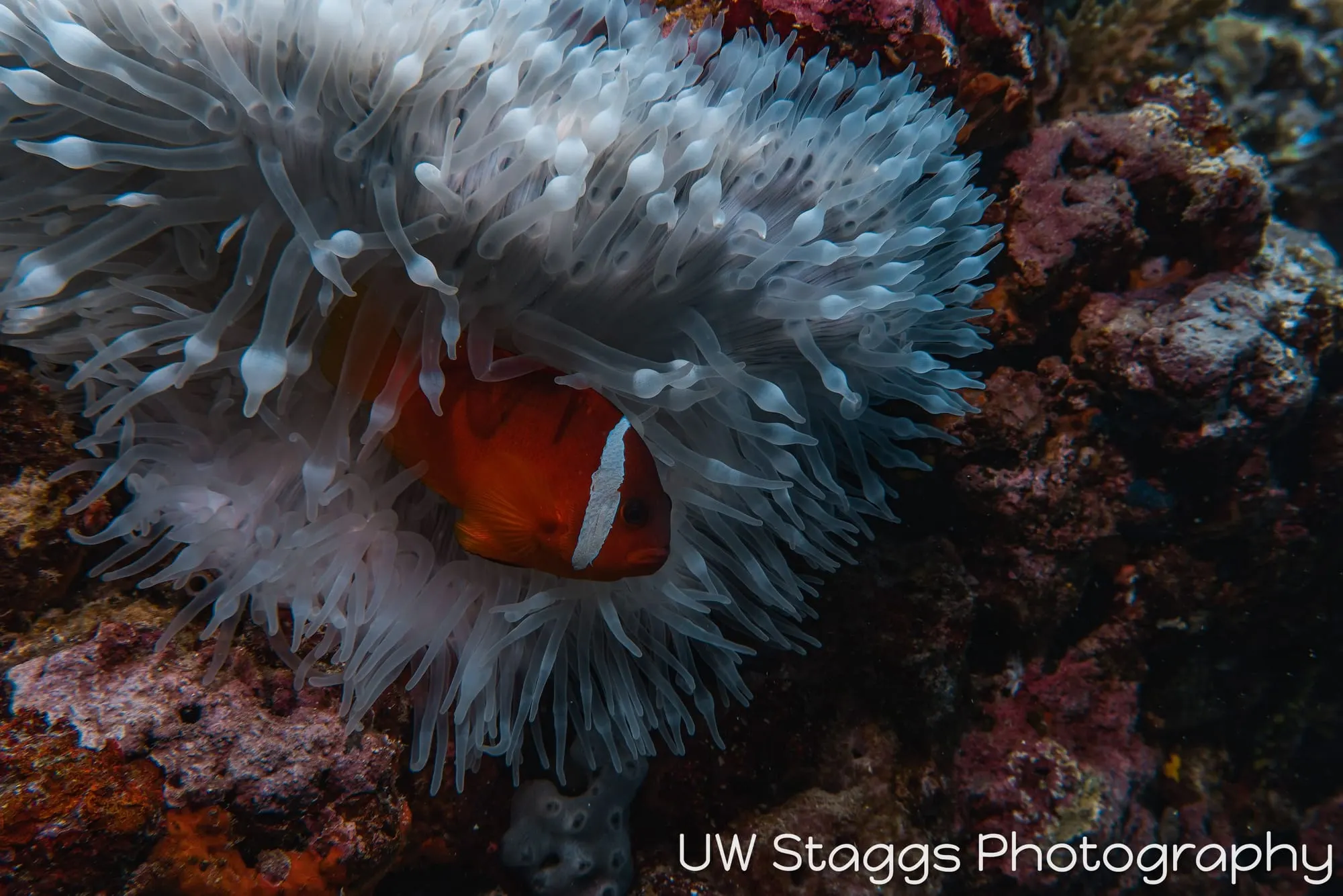 Reef Scene — Taveuni, Fiji