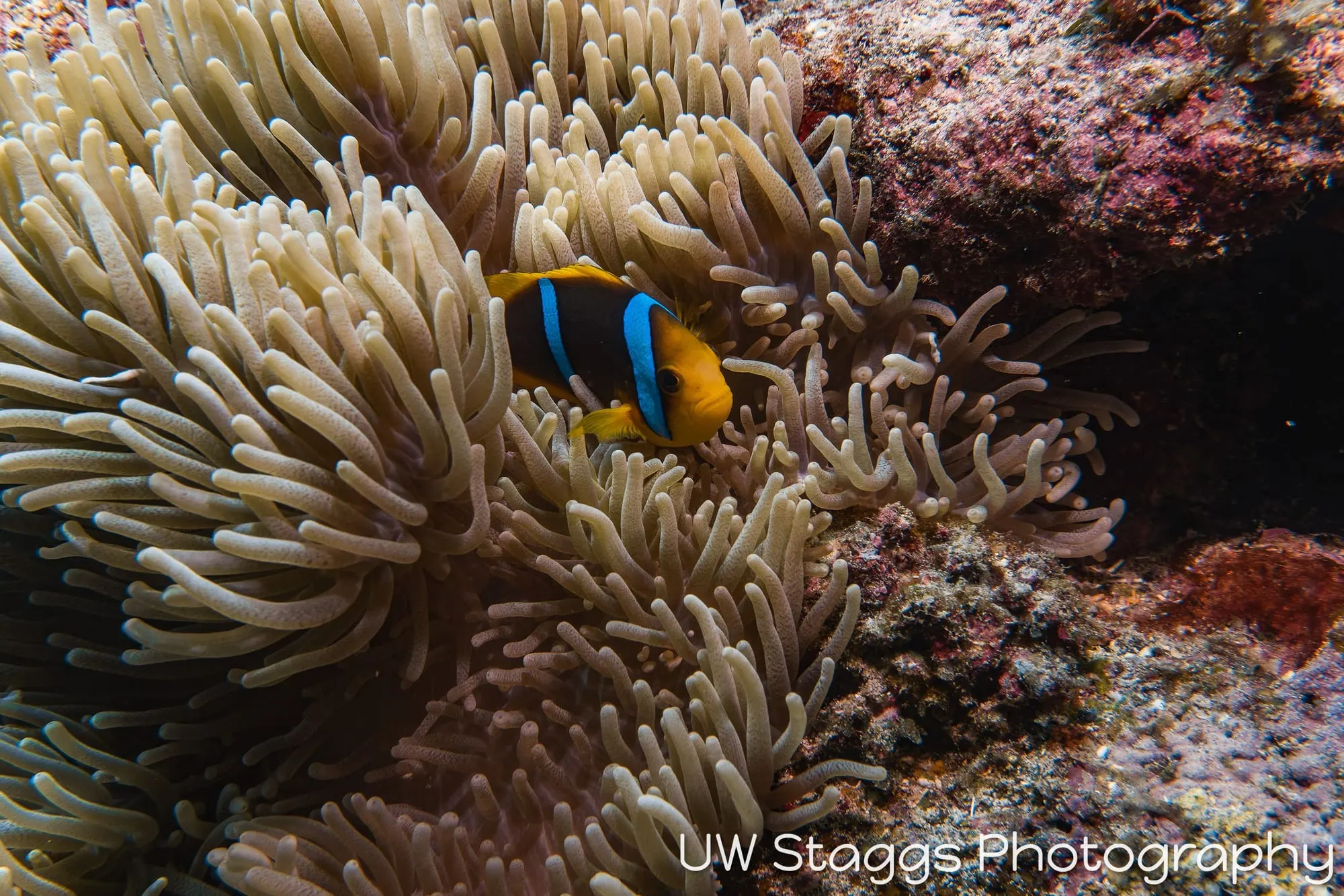 Reef Scene — Taveuni, Fiji