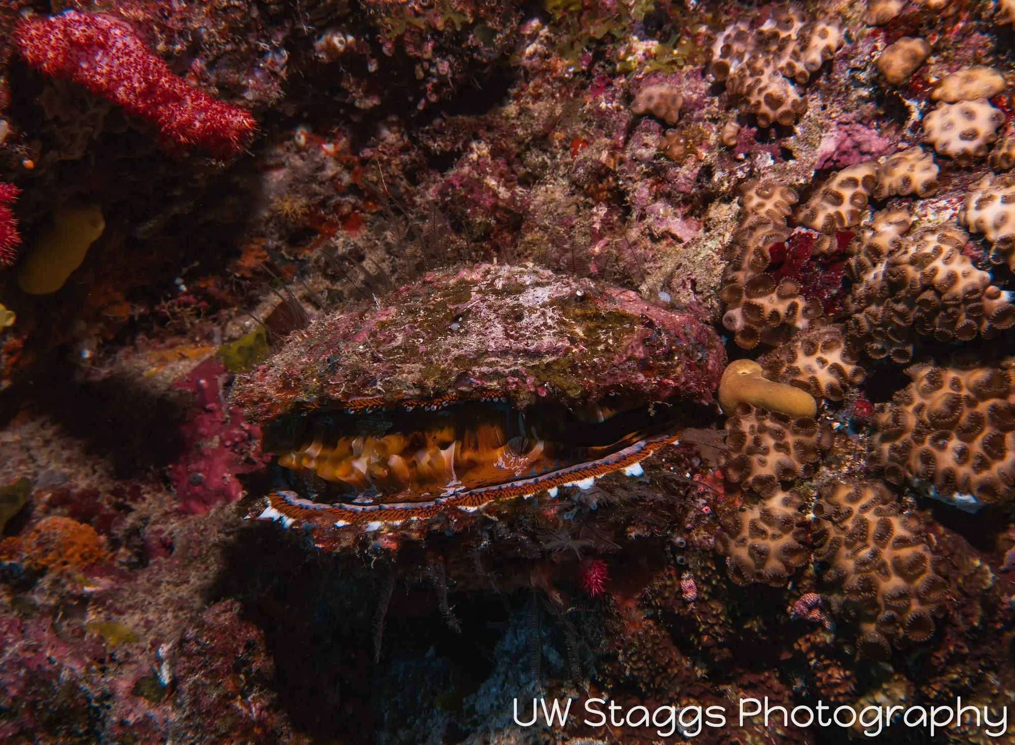 Scallop — Taveuni, Fiji