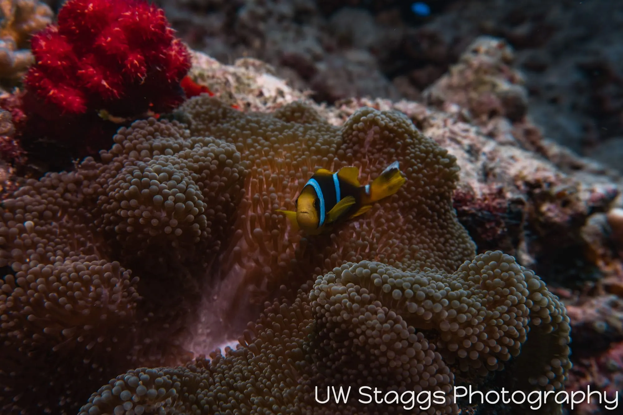 Reef Scene — Taveuni, Fiji