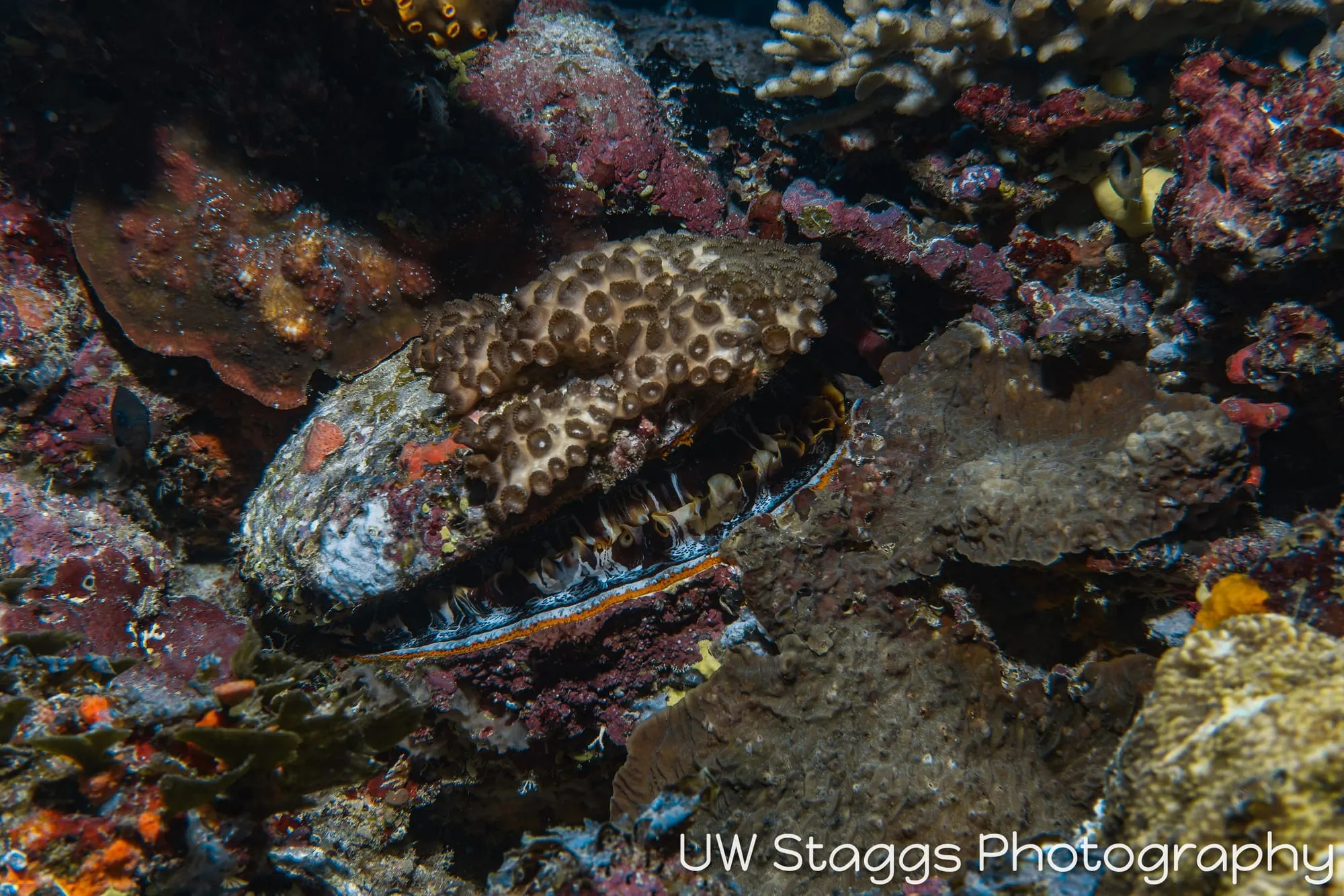 Clam — Taveuni, Fiji