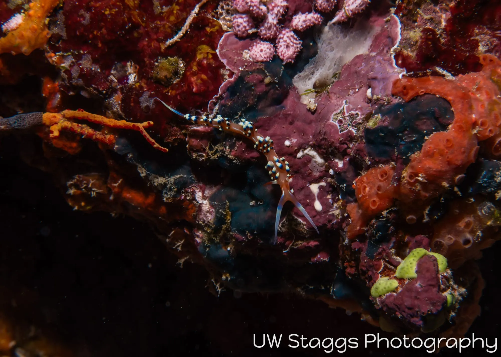 Tunicate — Taveuni, Fiji