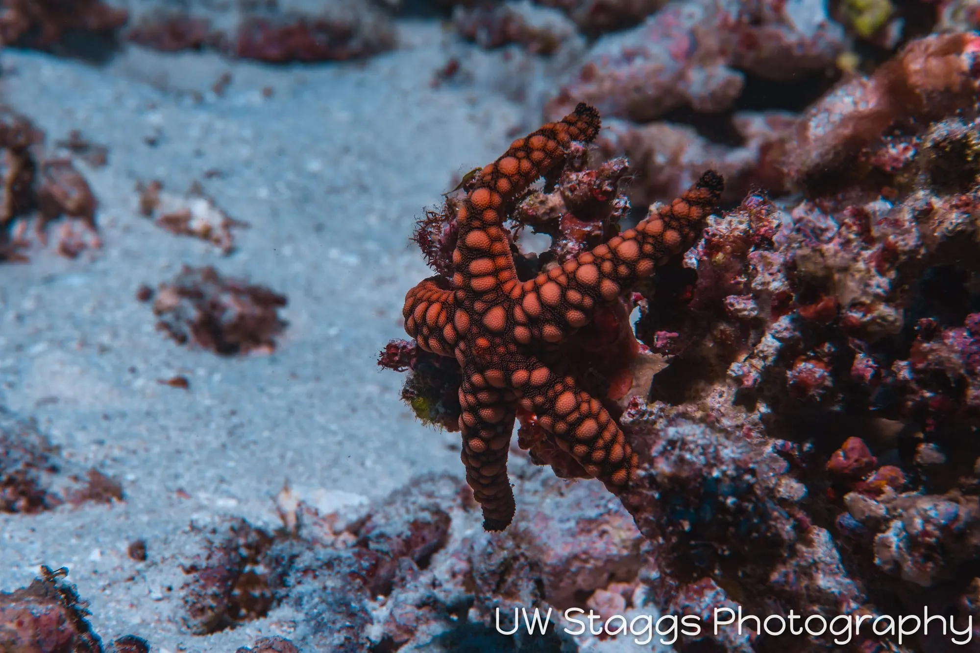 Sea Star — Taveuni, Fiji
