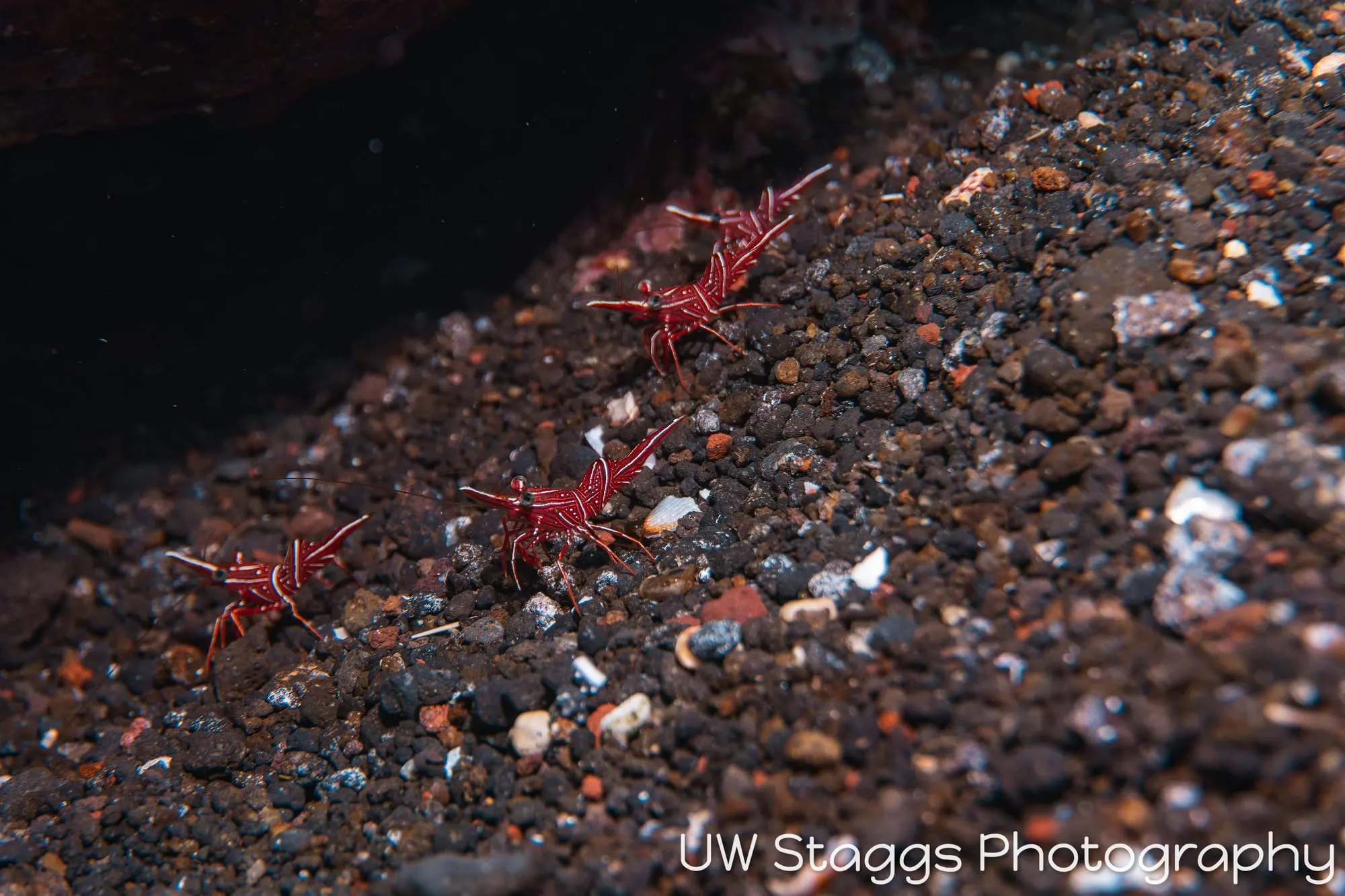 Shrimp — Taveuni, Fiji
