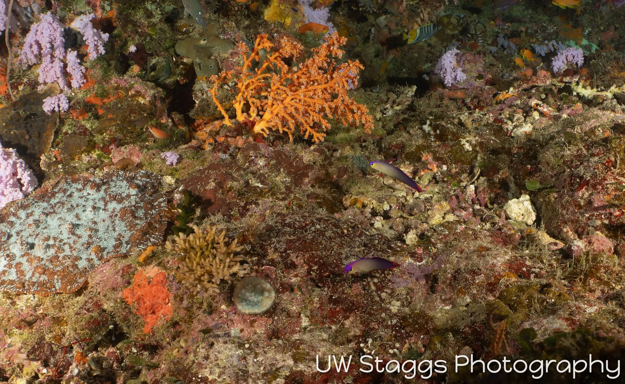Coral Atoll — Taveuni, Fiji