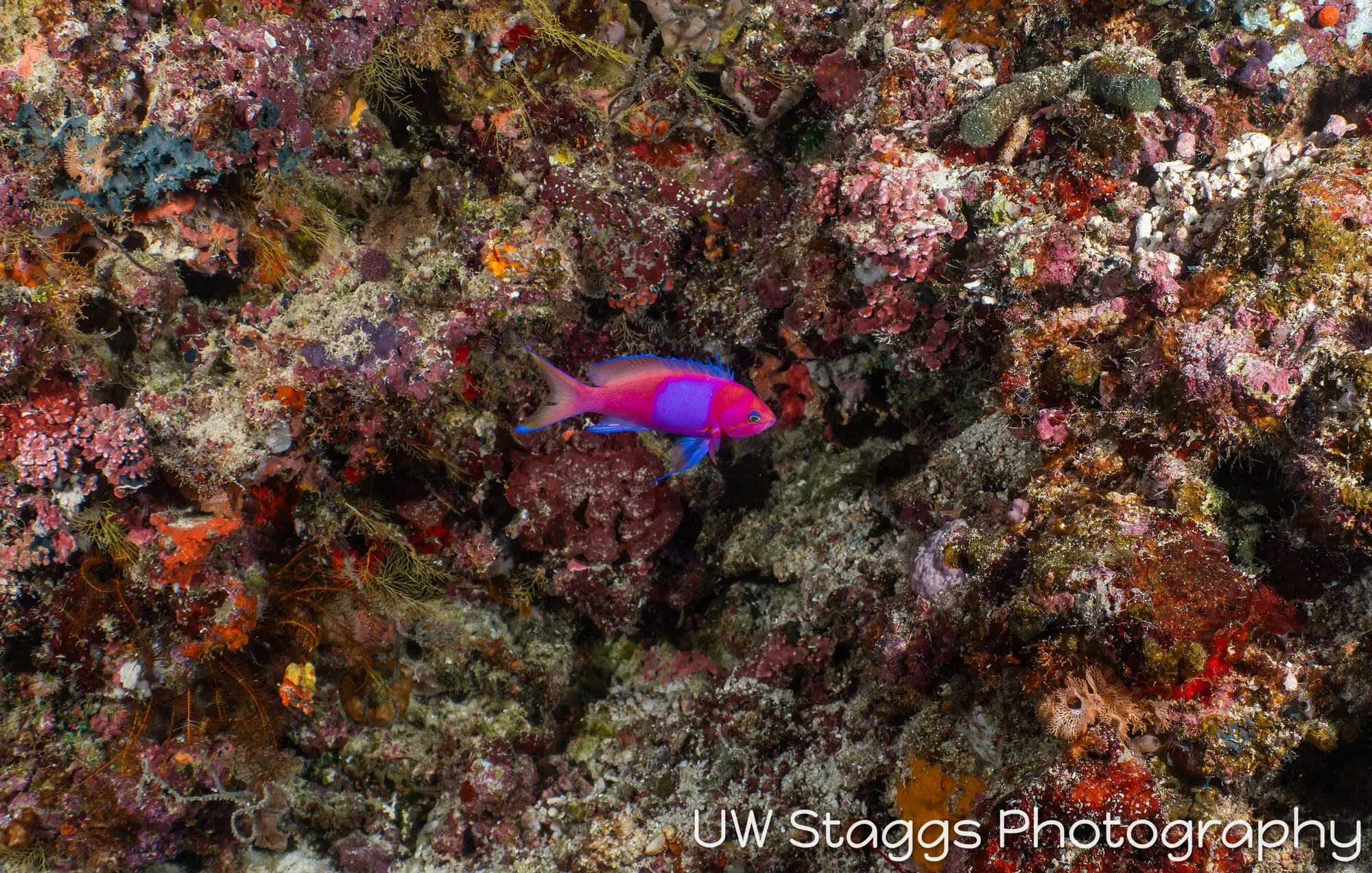 Reef Scene — Taveuni, Fiji