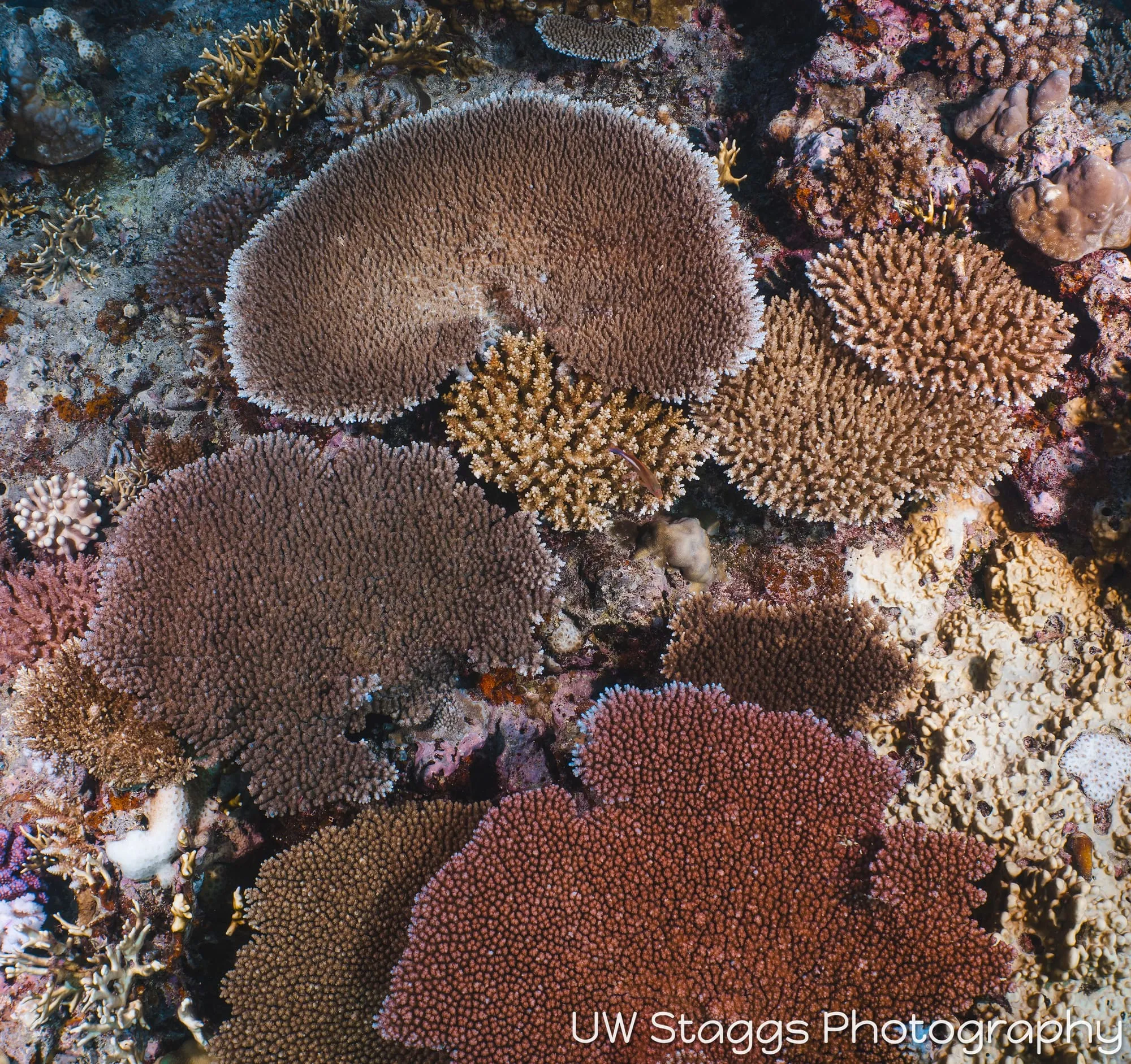 Coral Atoll — Taveuni, Fiji
