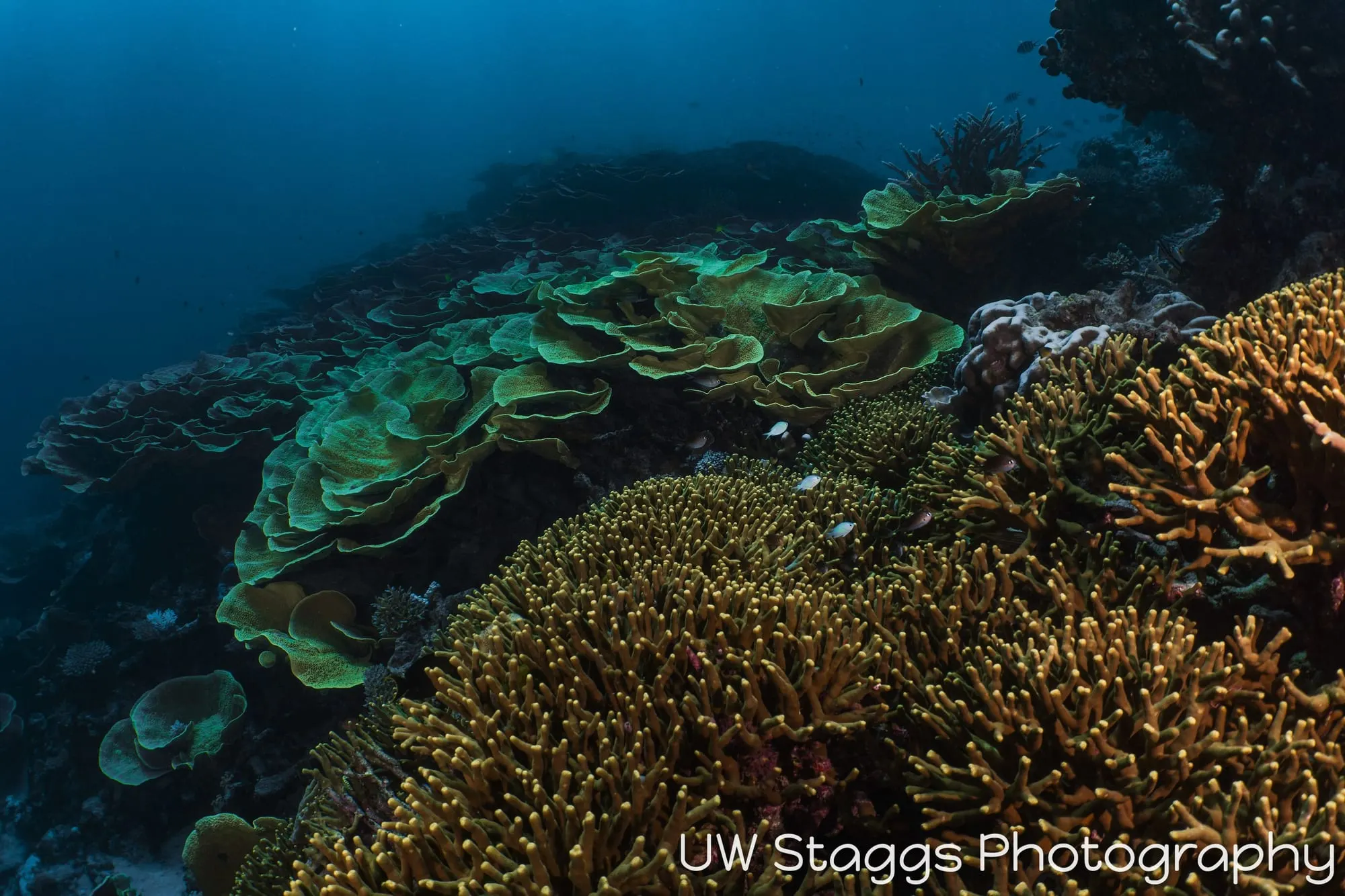 Coral Atoll — Taveuni, Fiji