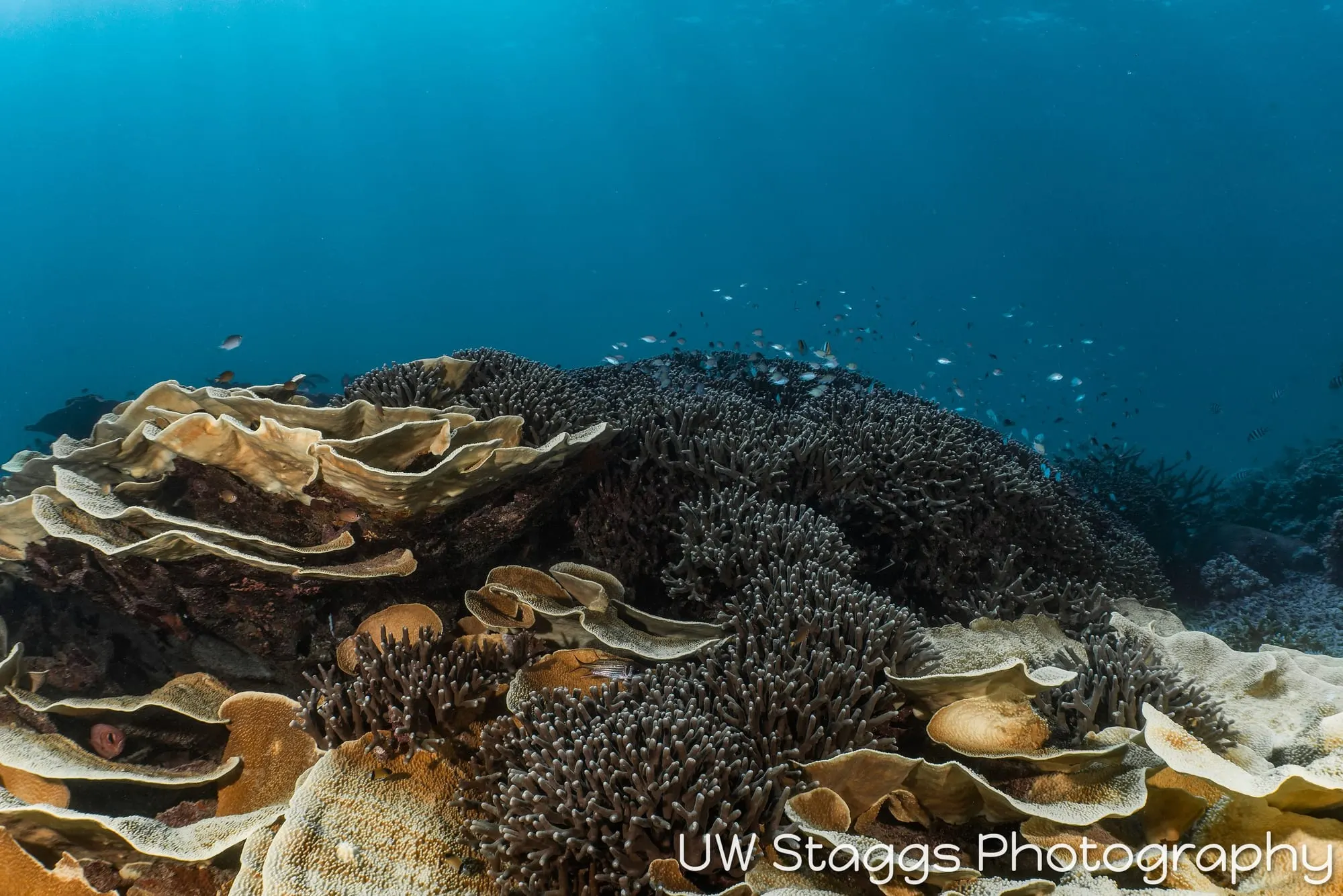 Coral Atoll — Taveuni, Fiji
