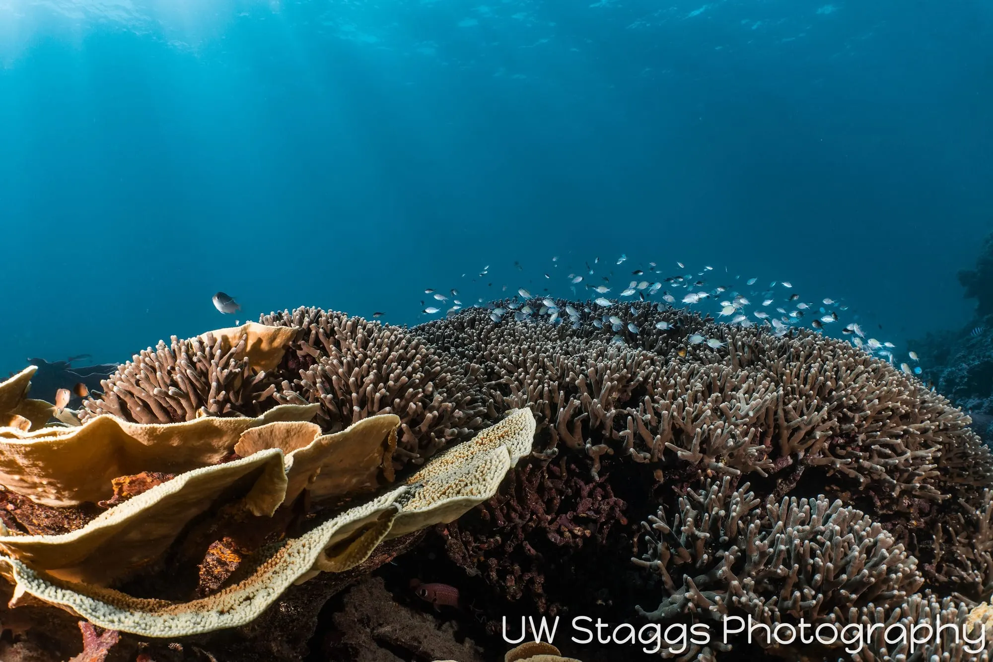 Coral Atoll — Taveuni, Fiji