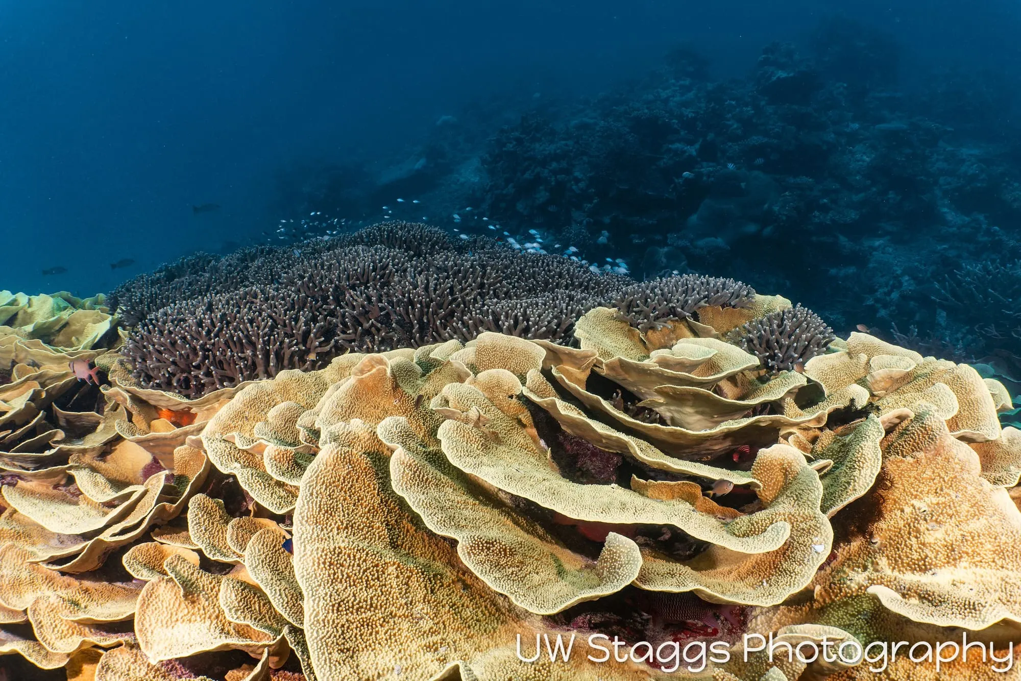 Coral Atoll — Taveuni, Fiji