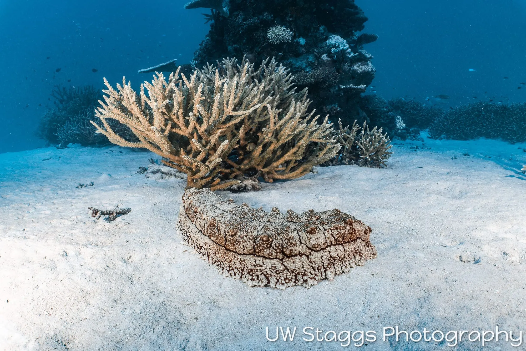Coral Atoll — Taveuni, Fiji