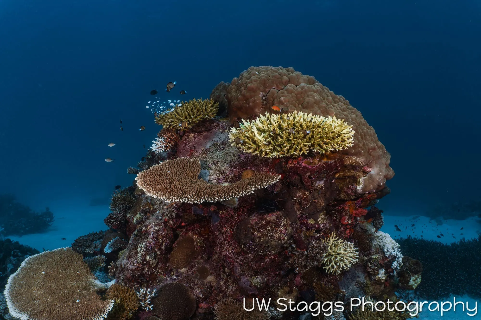 Coral Atoll — Taveuni, Fiji