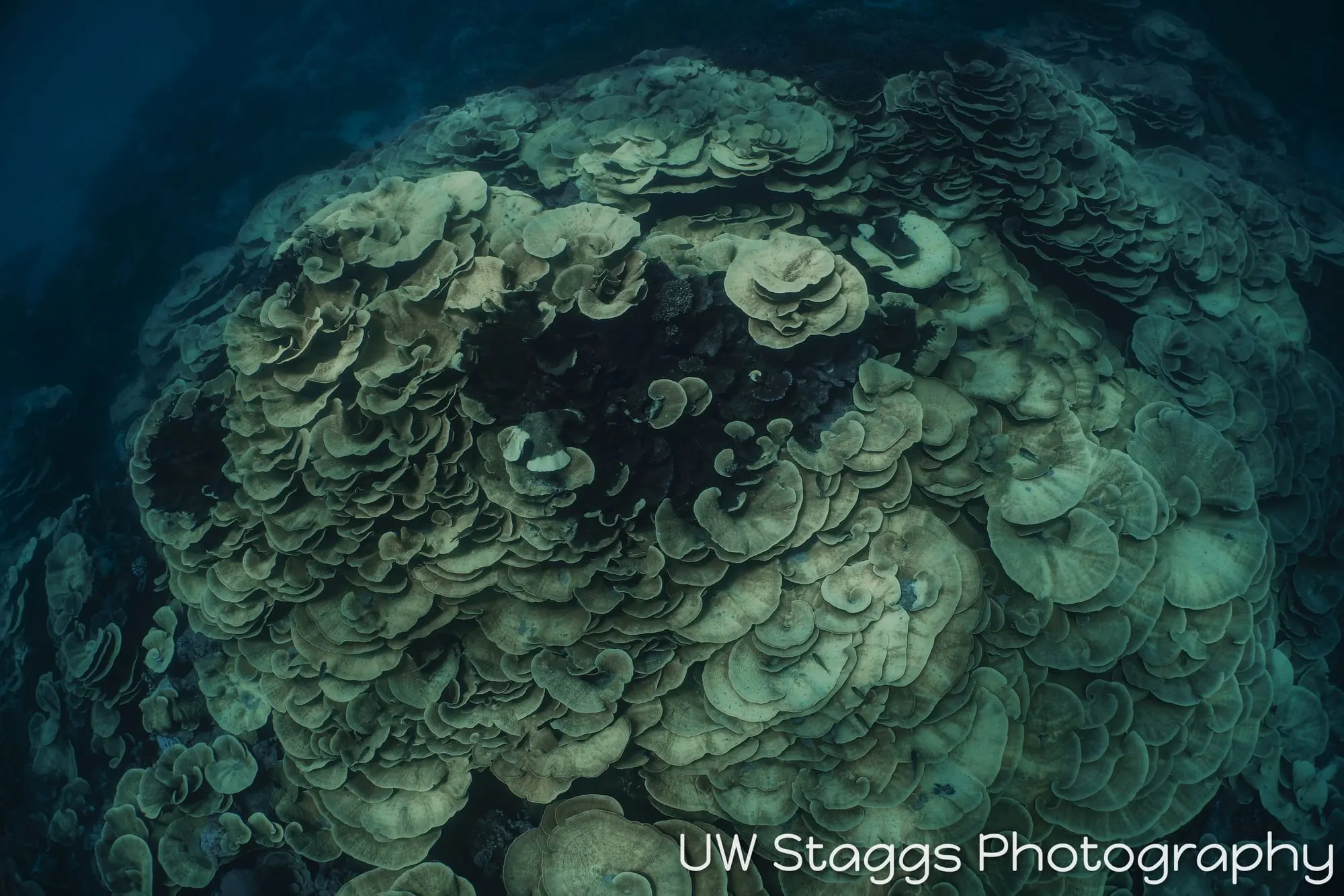 Coral Atoll — Taveuni, Fiji