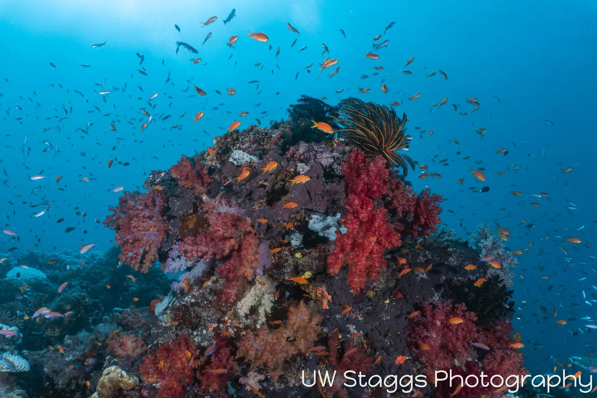 Coral Atoll — Taveuni, Fiji