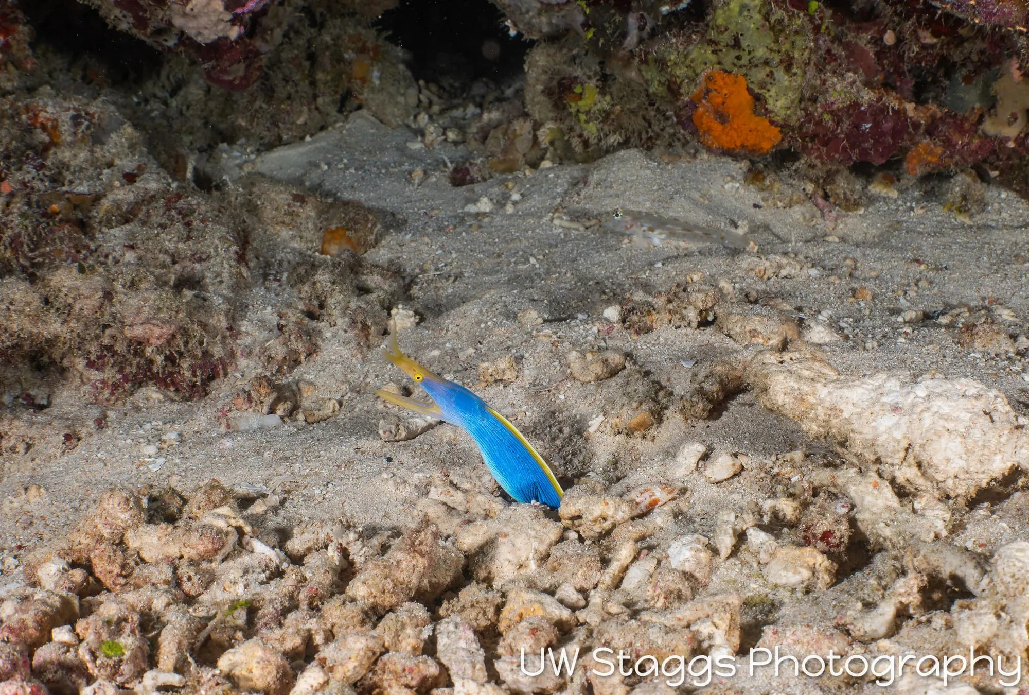 Reef Scene — Taveuni, Fiji