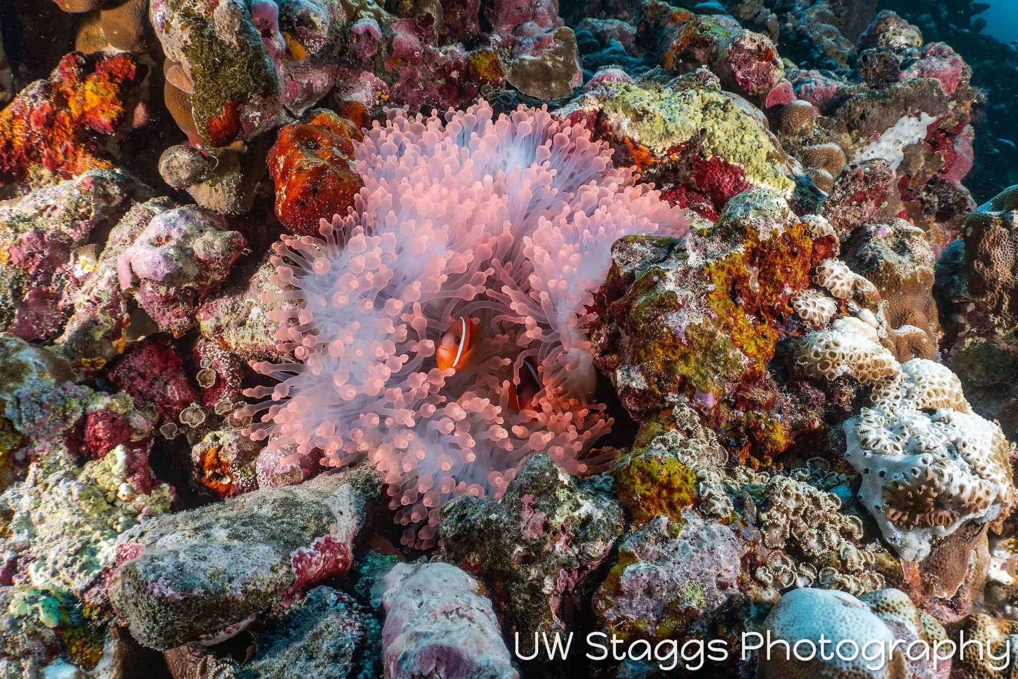 Coral Atoll — Taveuni, Fiji