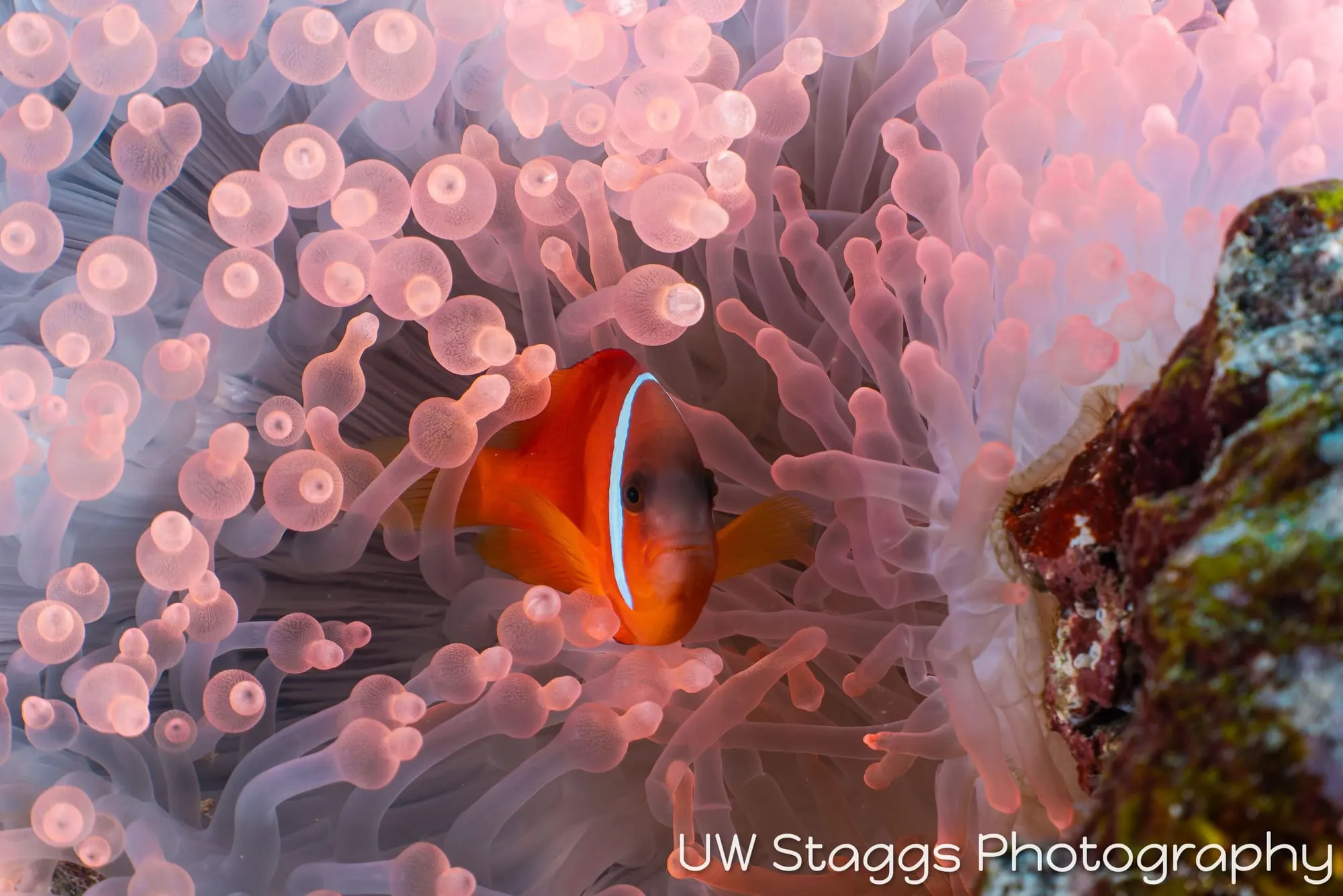 Reef Scene — Taveuni, Fiji