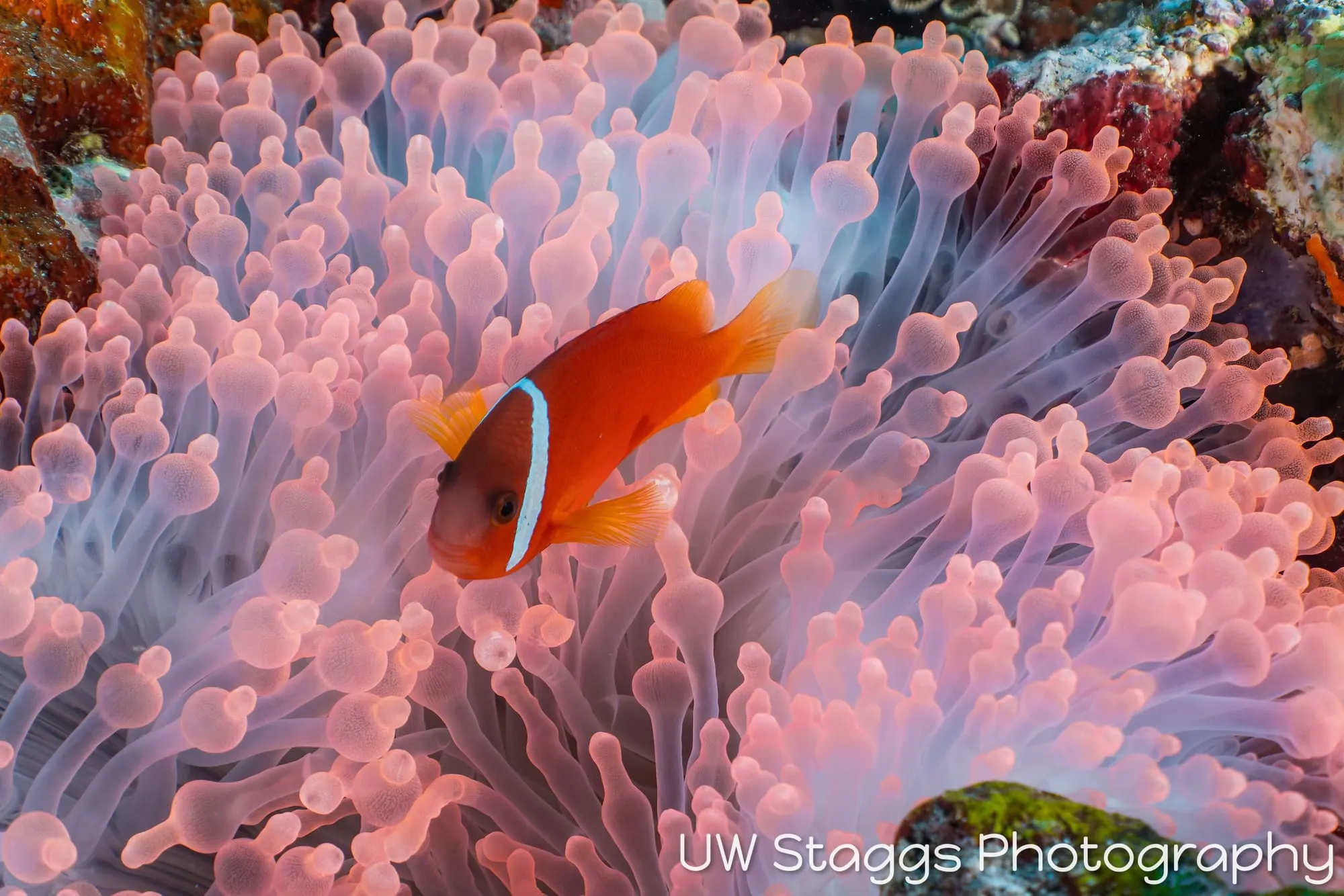 Coral Atoll — Taveuni, Fiji