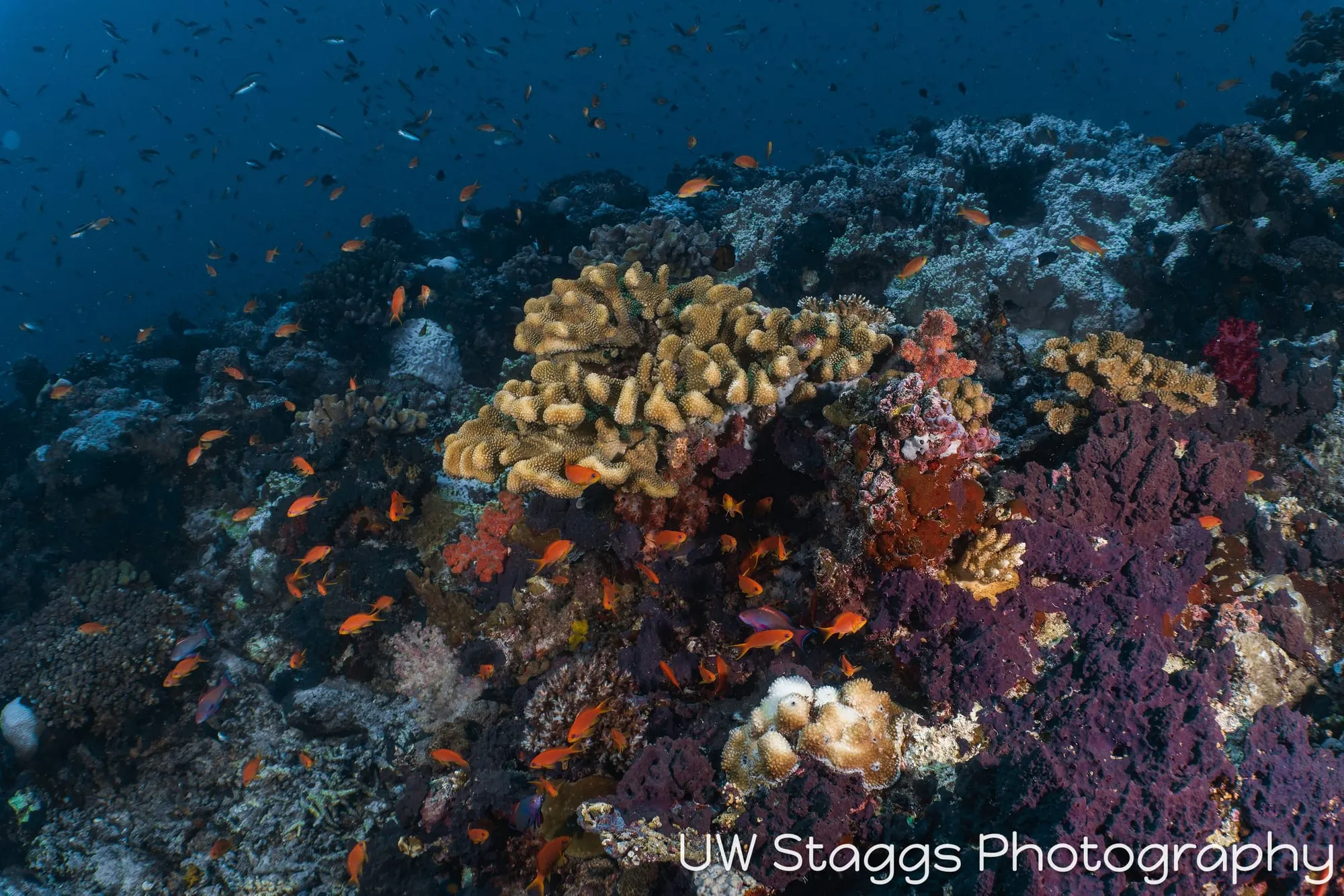 Coral Atoll — Taveuni, Fiji