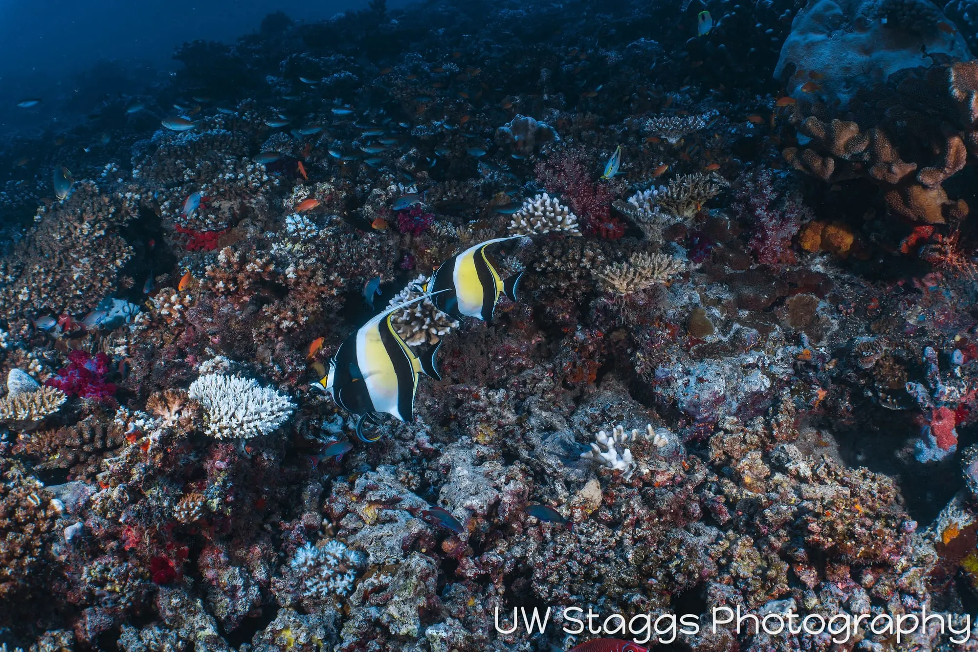 Coral Atoll — Taveuni, Fiji