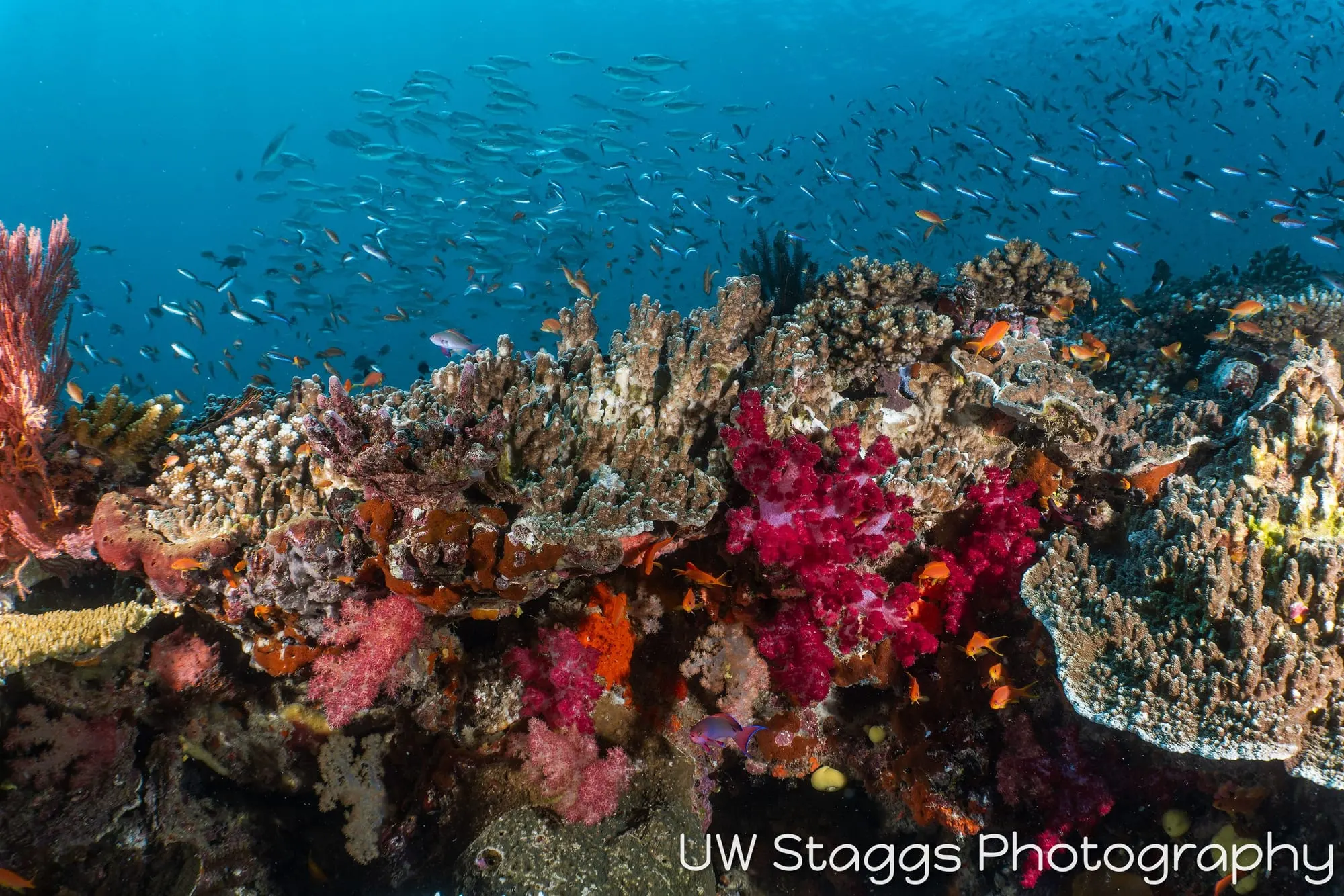Coral Atoll — Taveuni, Fiji