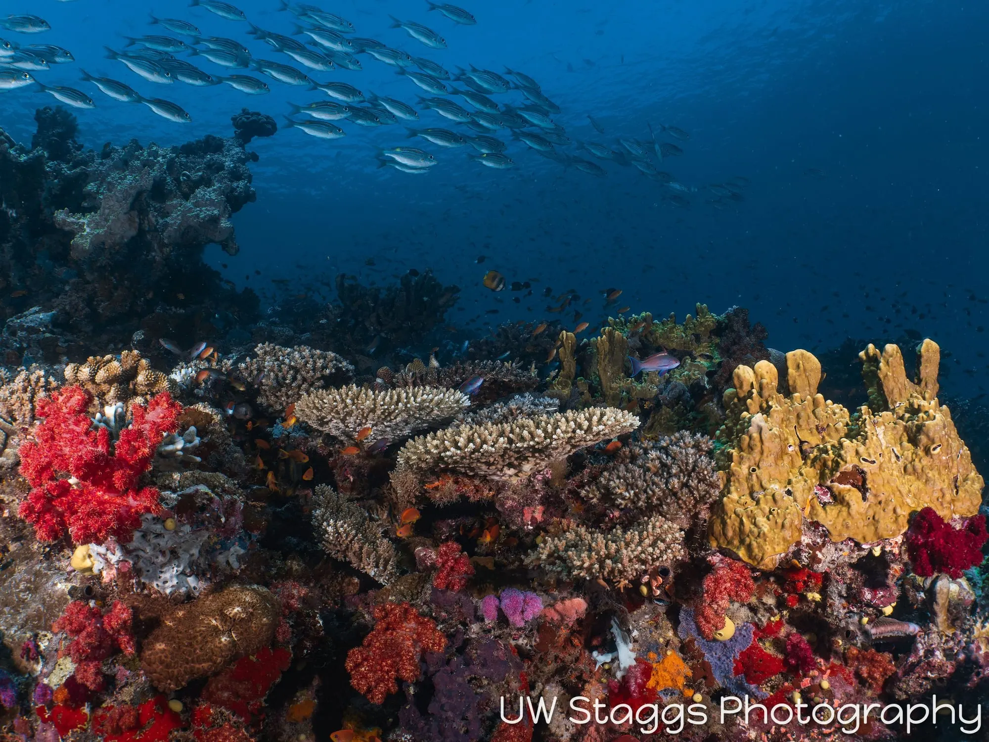 Coral Atoll — Taveuni, Fiji
