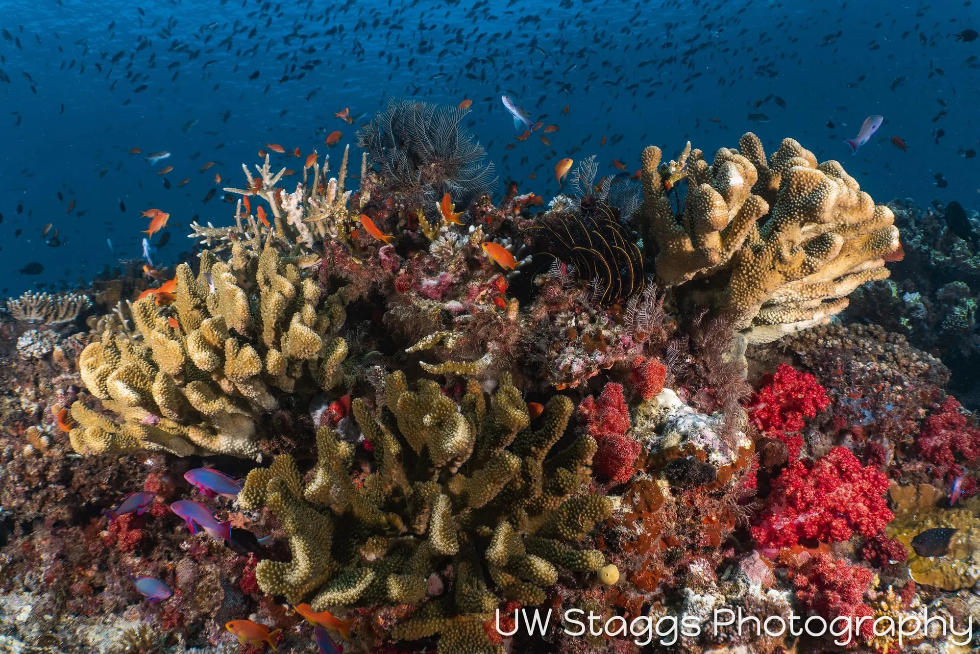 Coral Atoll — Taveuni, Fiji