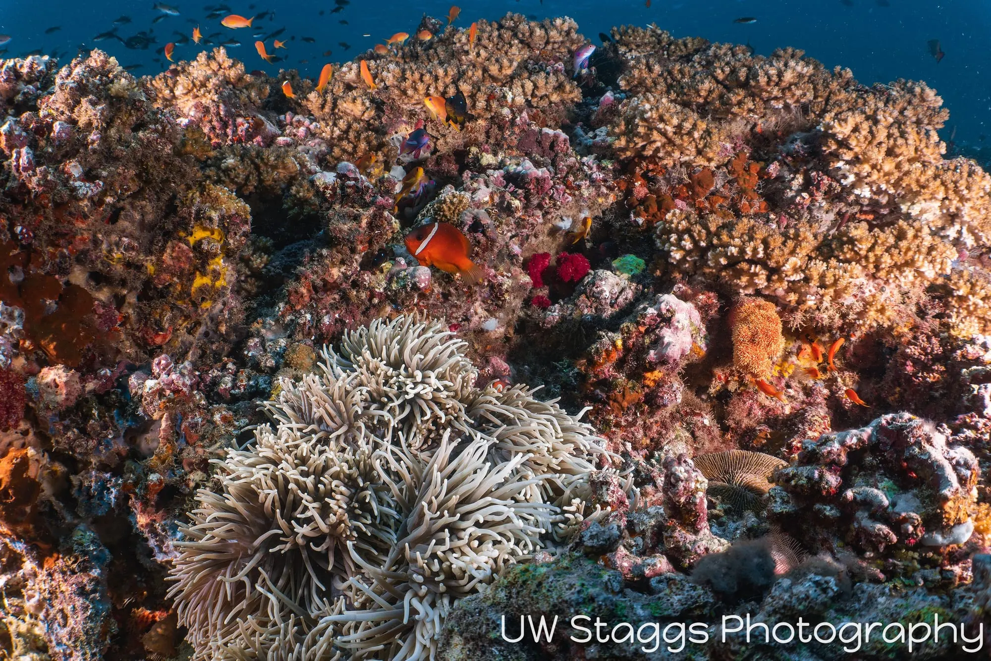 Coral Atoll — Taveuni, Fiji