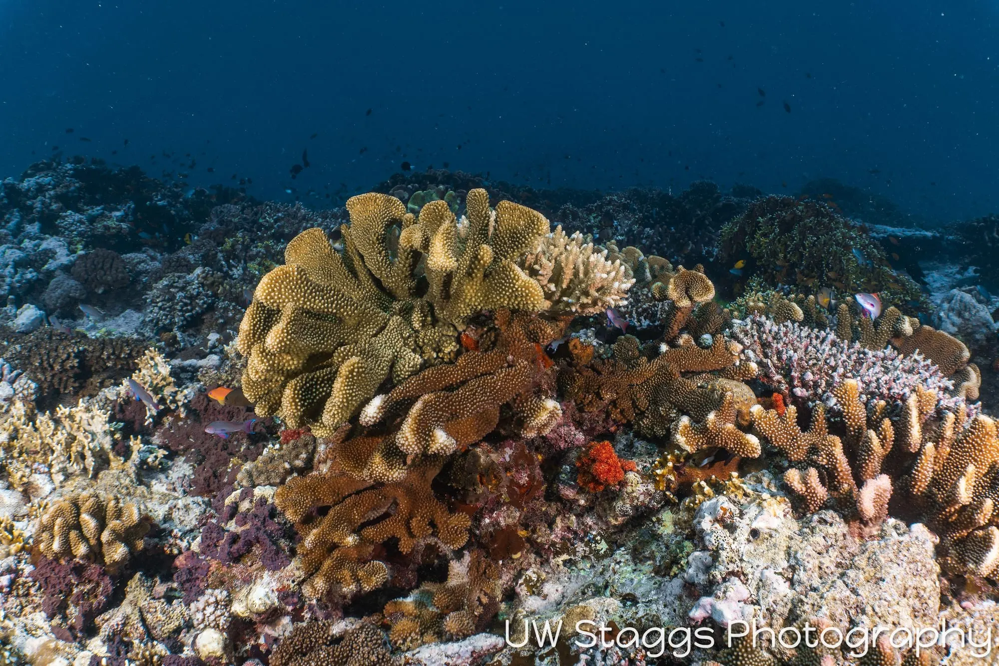 Coral Atoll — Taveuni, Fiji