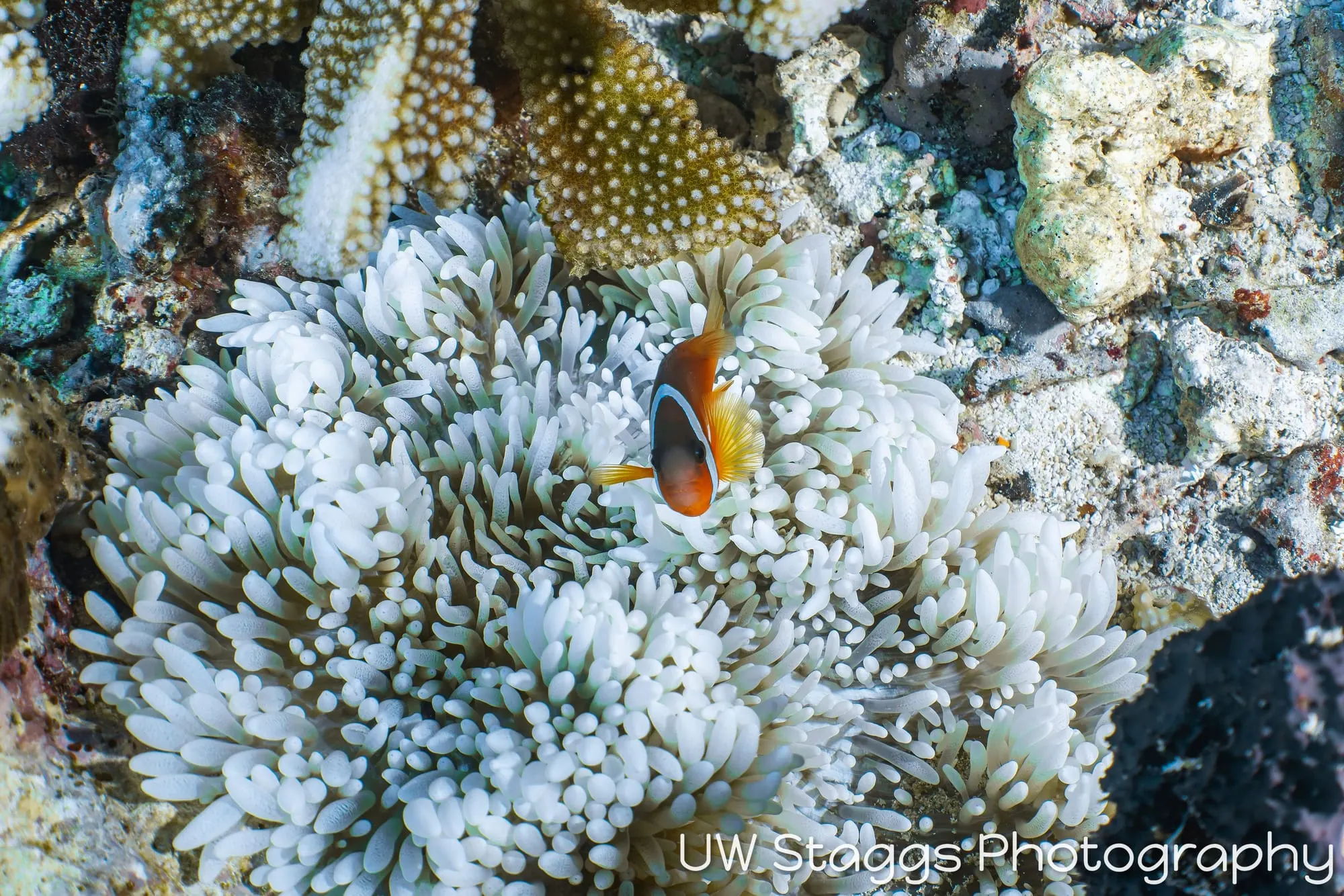Coral Atoll — Taveuni, Fiji