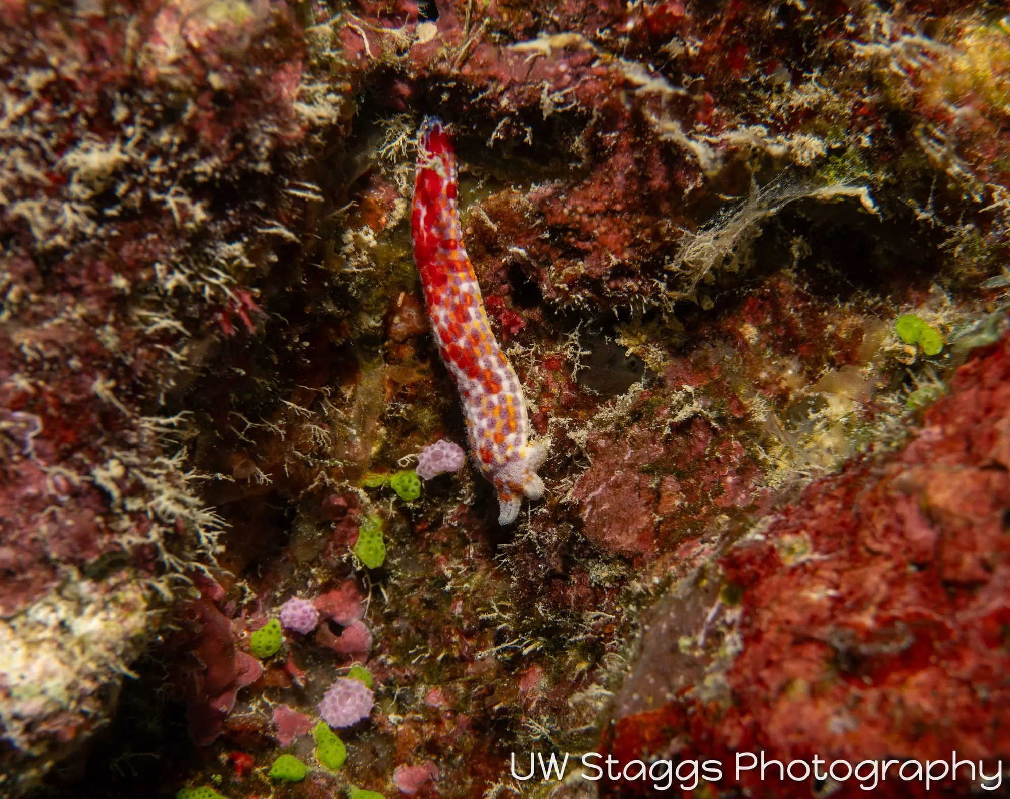 Tunicate — Taveuni, Fiji