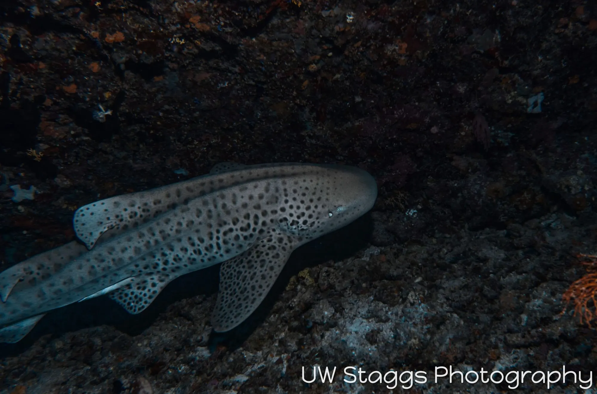 Dogfish Shark — Taveuni, Fiji