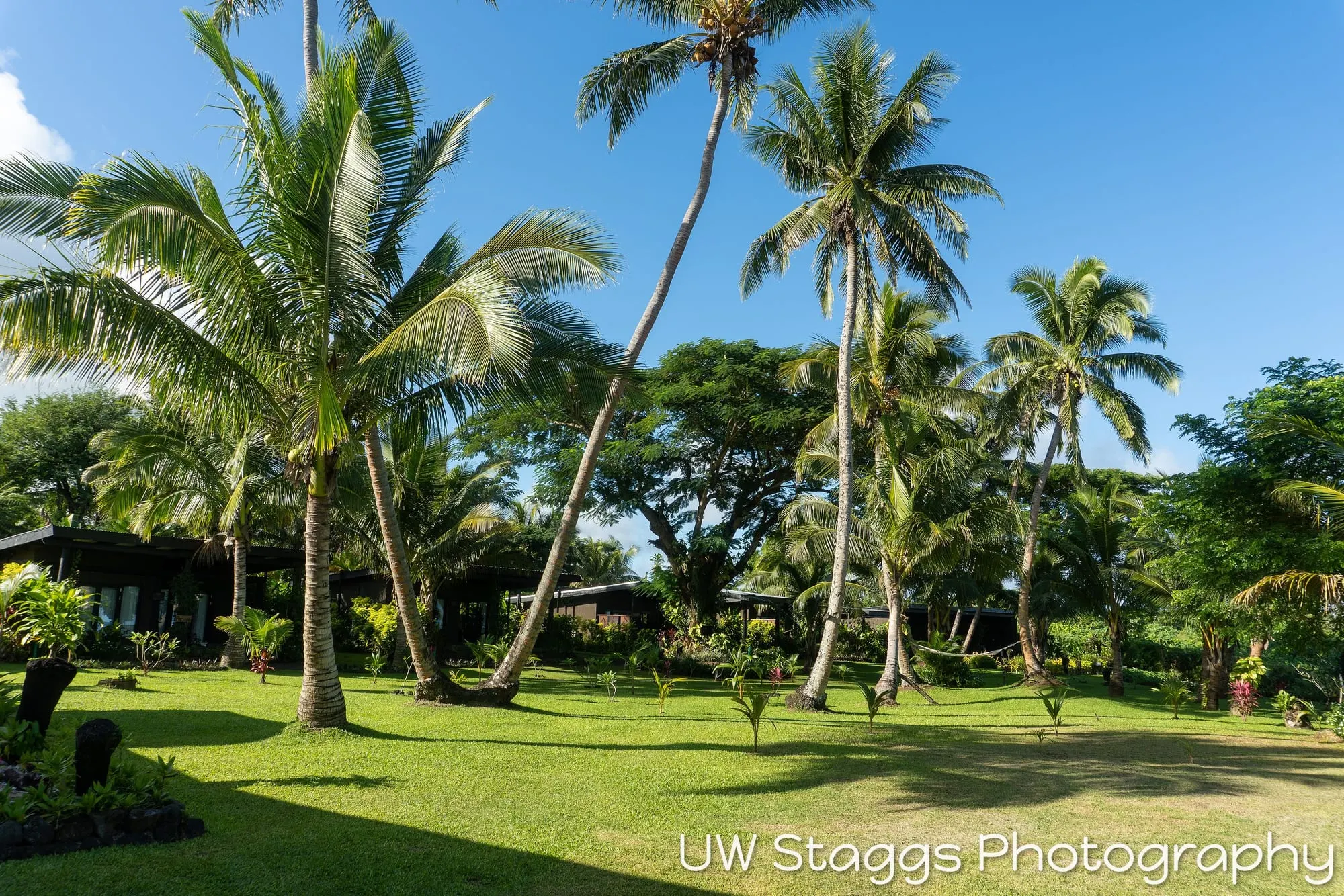 Reef Scene — Taveuni, Fiji