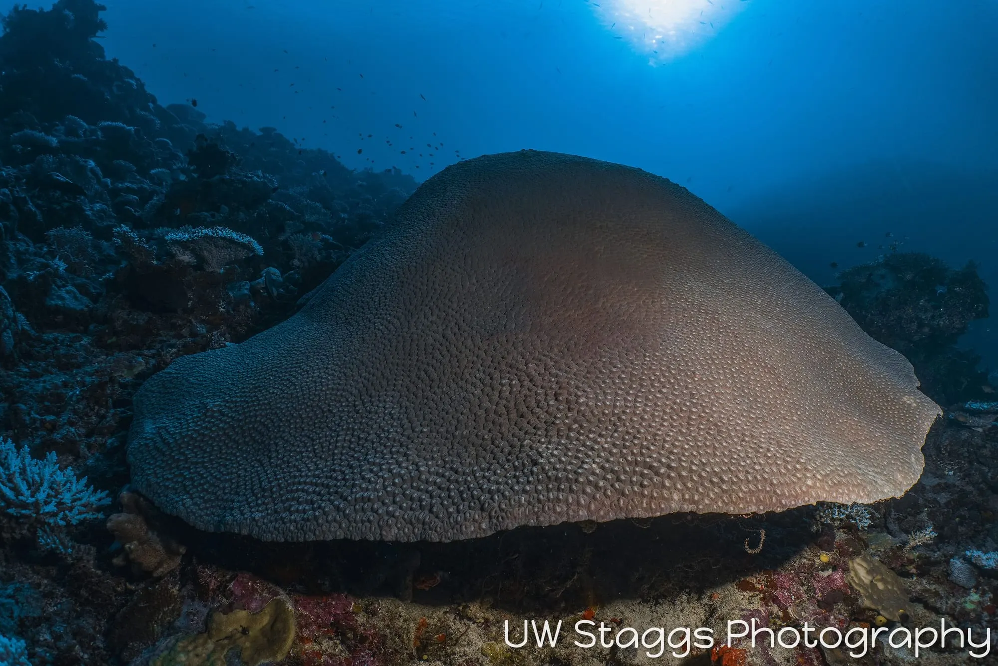 Coral Atoll — Taveuni, Fiji