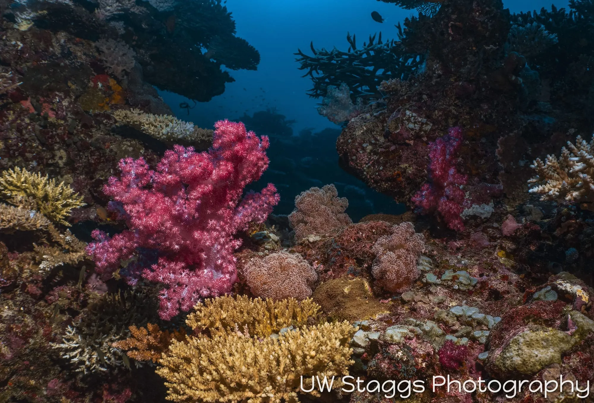 Coral Atoll — Taveuni, Fiji