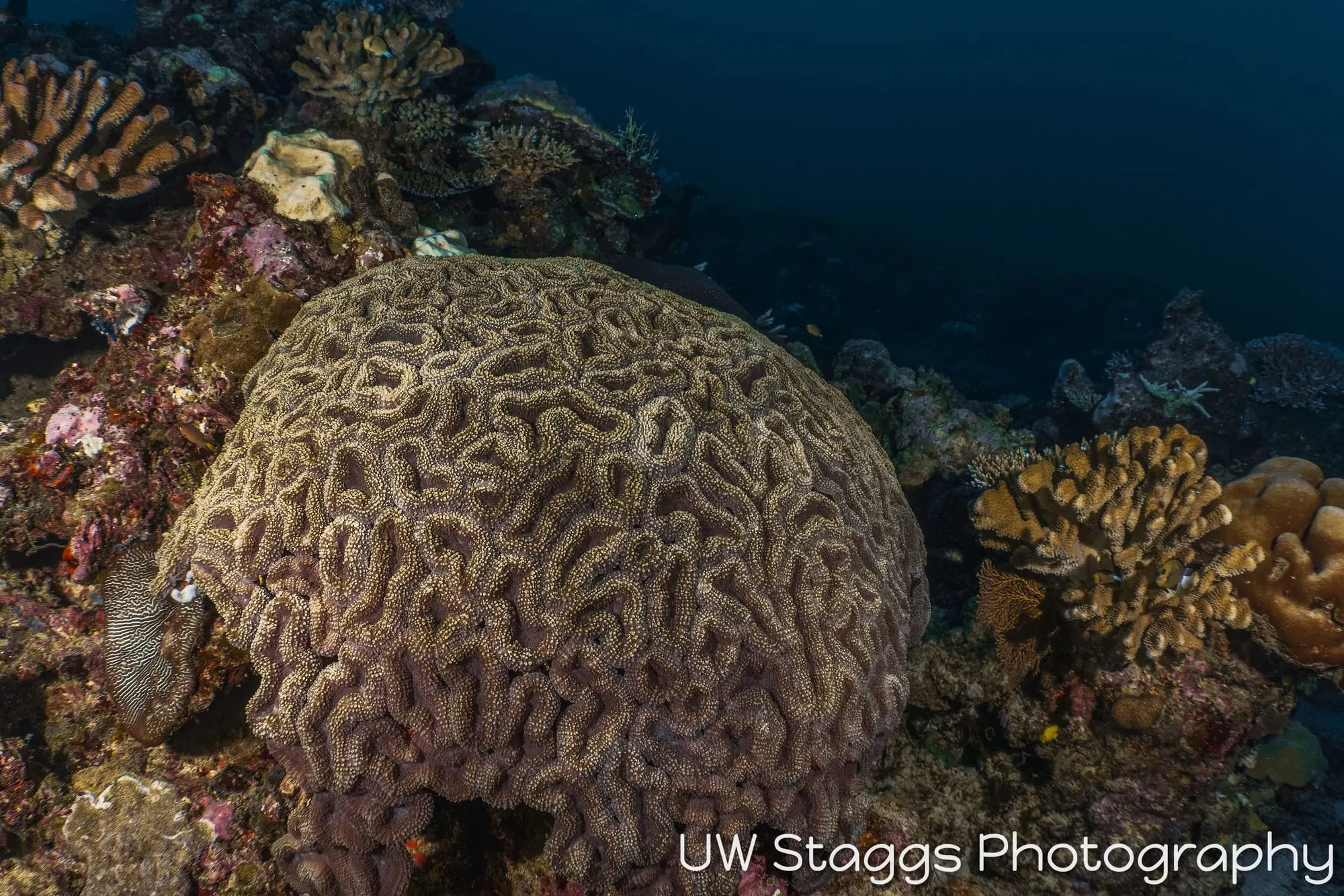 Coral Atoll — Taveuni, Fiji