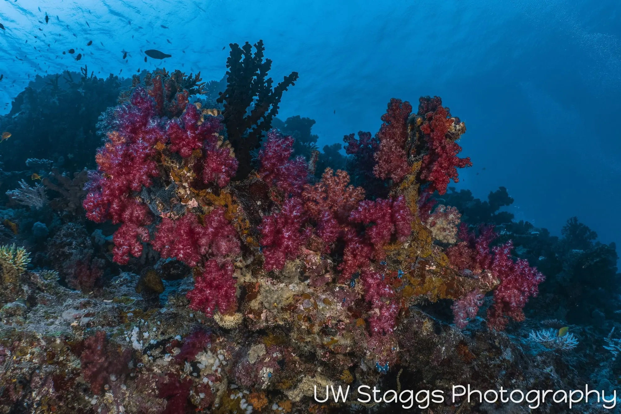 Coral Atoll — Taveuni, Fiji