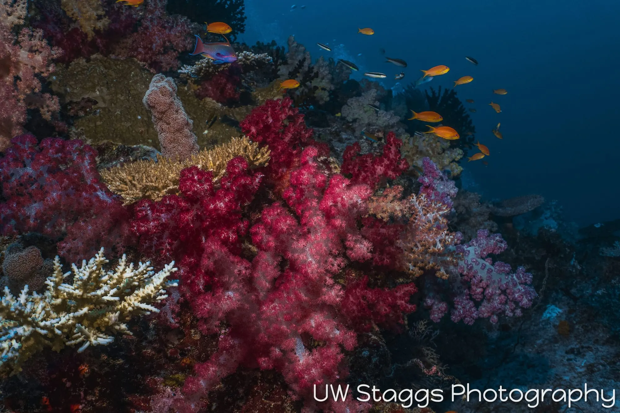 Coral Atoll — Taveuni, Fiji