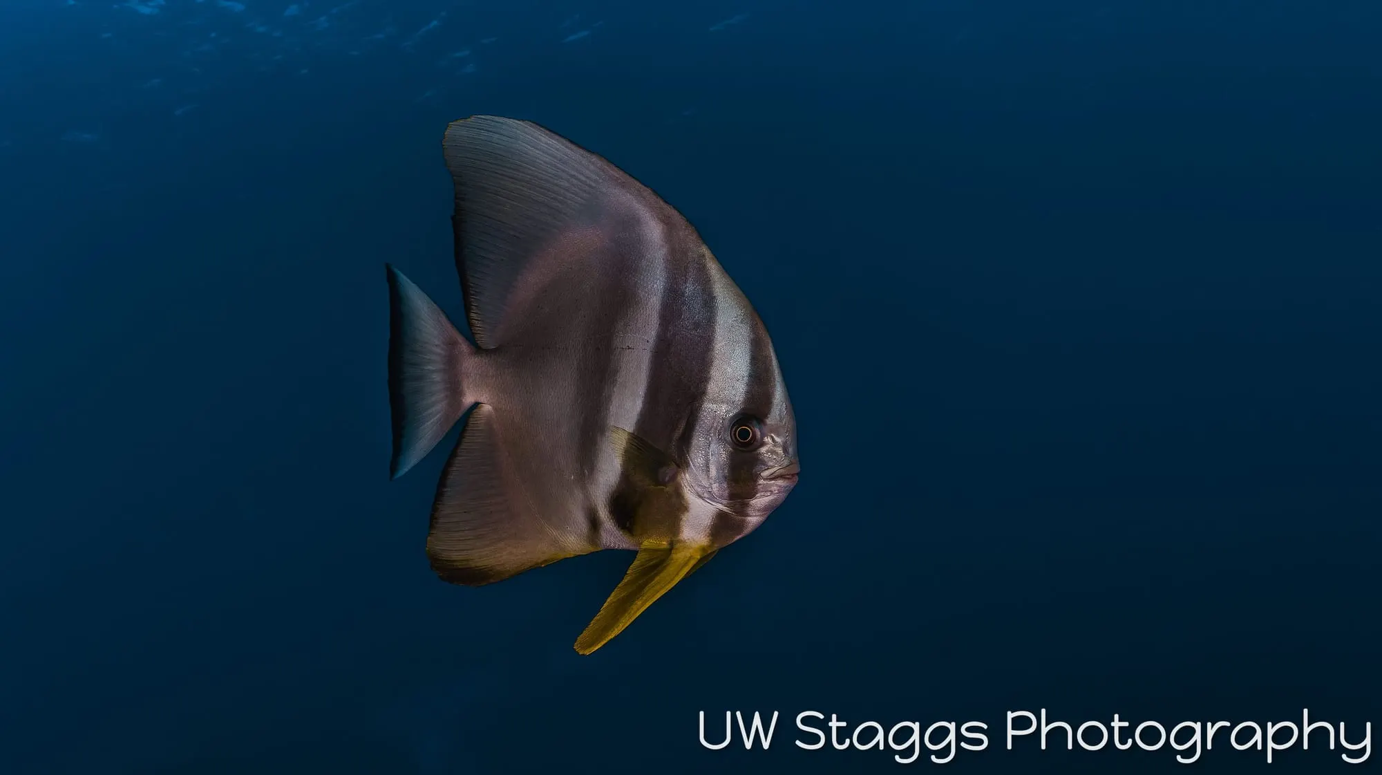 Reef Scene — Taveuni, Fiji