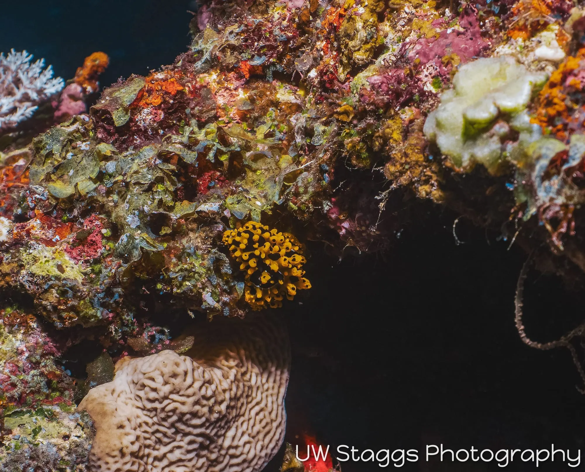 Tunicate — Taveuni, Fiji