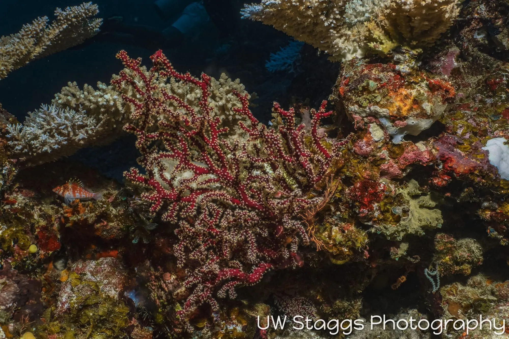 Coral Atoll — Taveuni, Fiji
