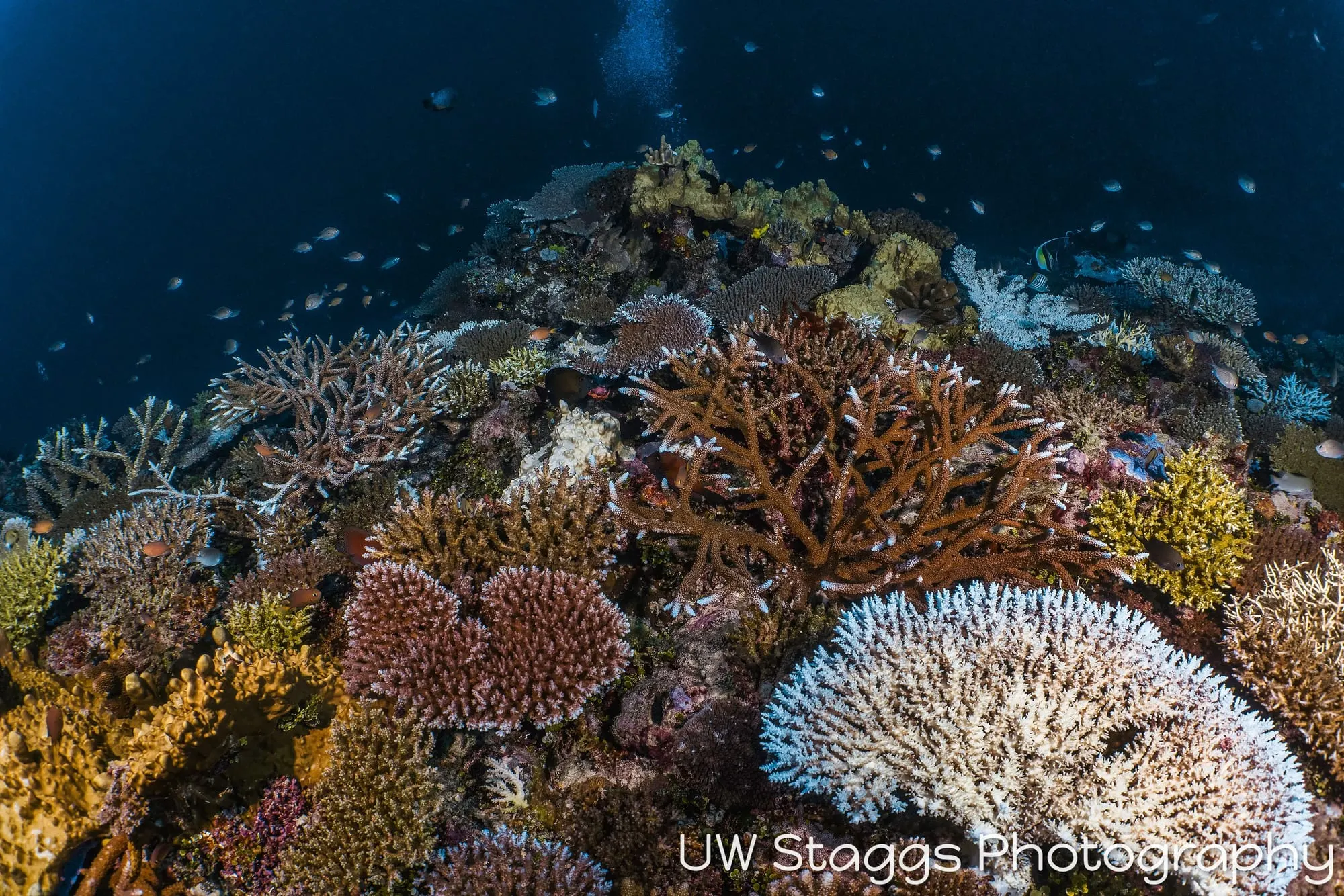 Coral Atoll — Taveuni, Fiji