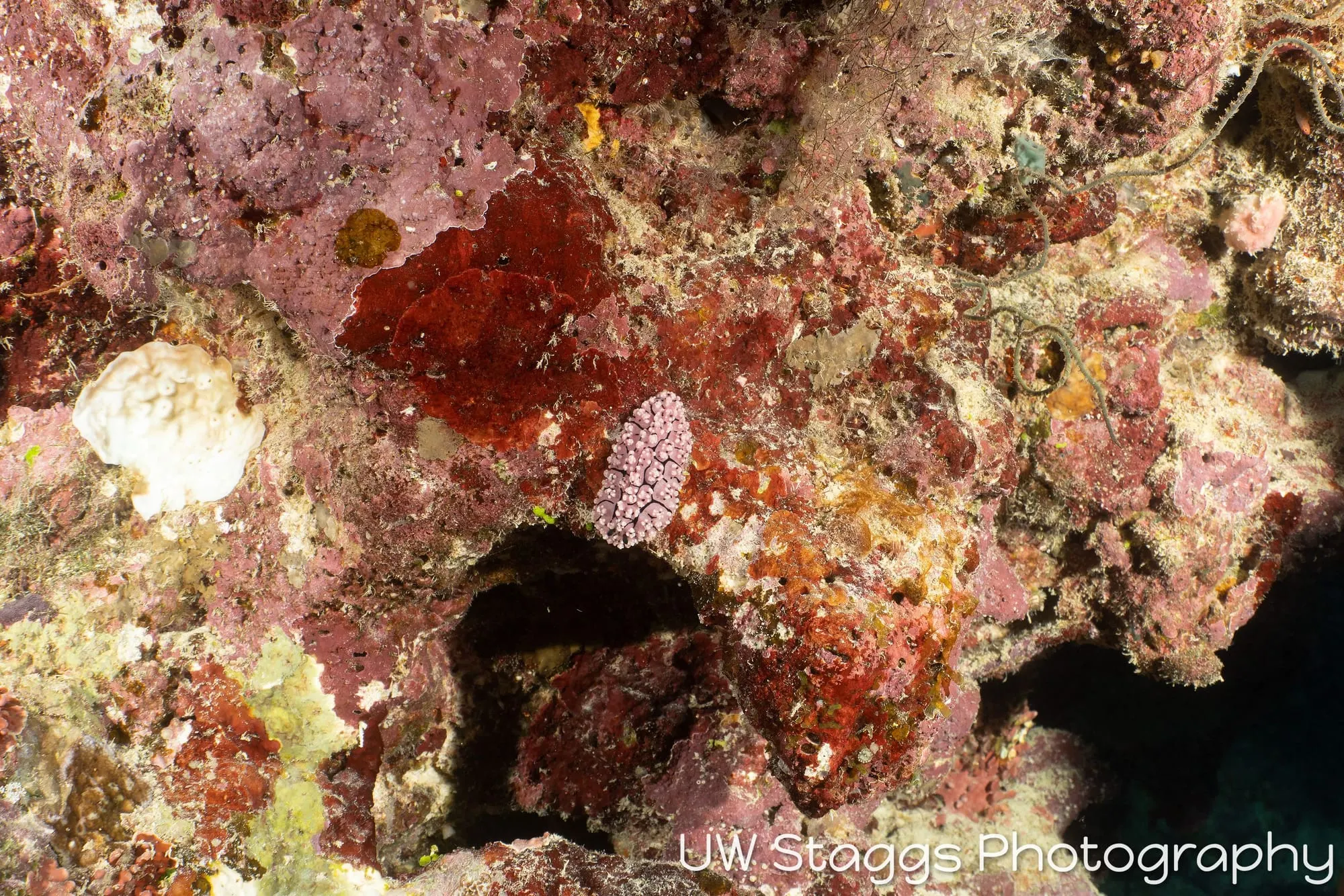 Tunicate — Taveuni, Fiji