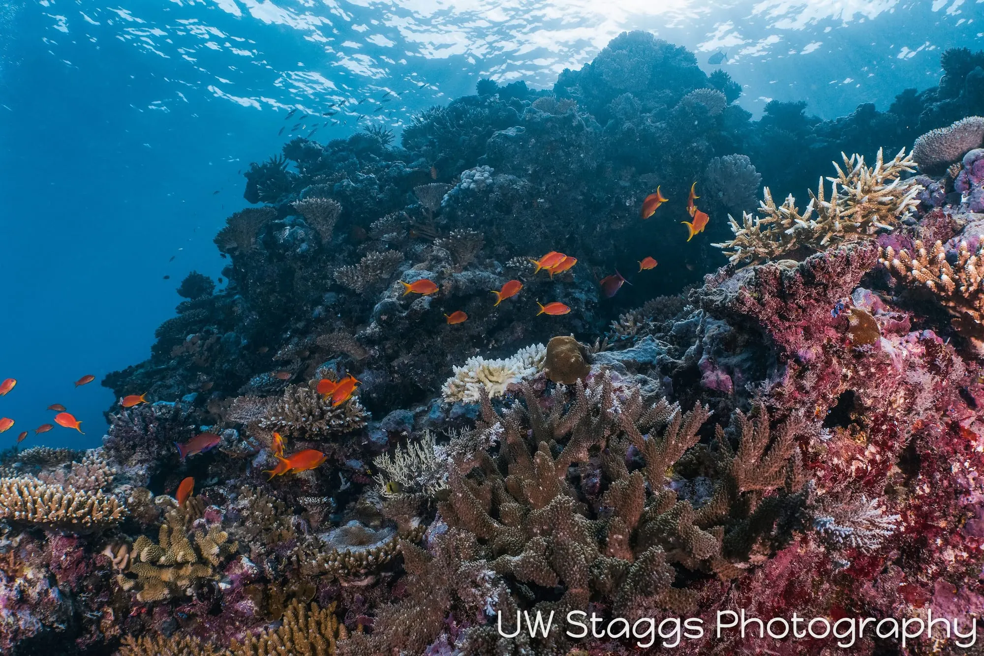 Coral Atoll — Taveuni, Fiji