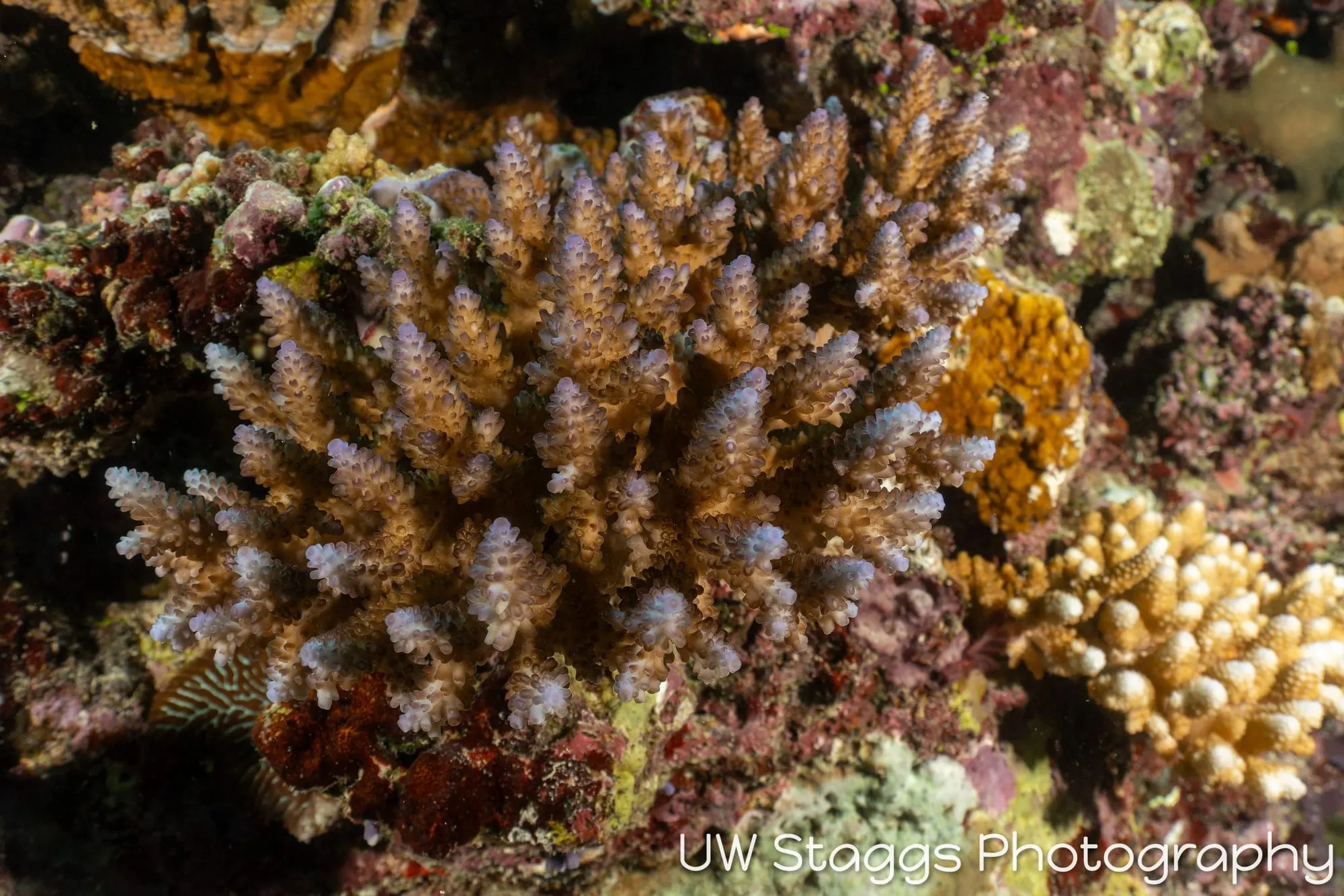Coral Atoll — Taveuni, Fiji