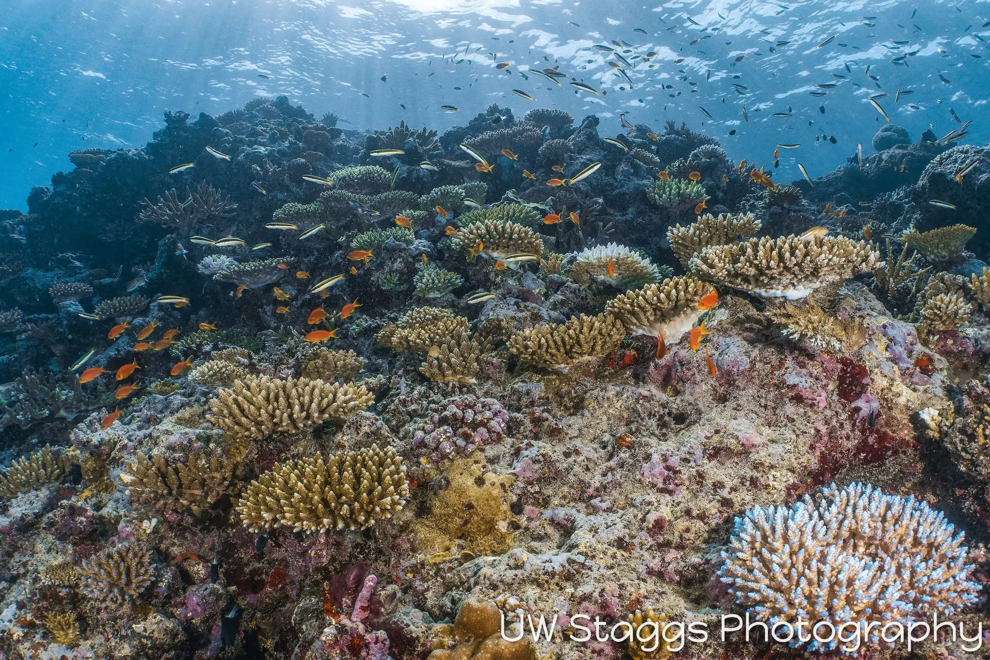 Coral Atoll — Taveuni, Fiji