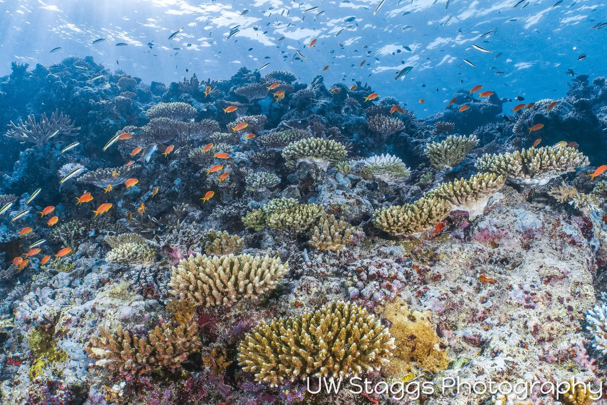 Coral Atoll — Taveuni, Fiji