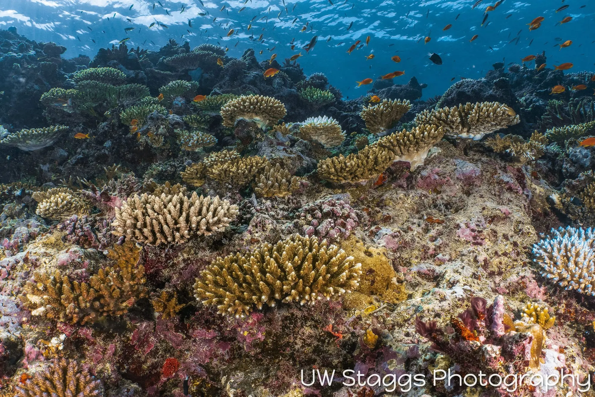 Coral Atoll — Taveuni, Fiji